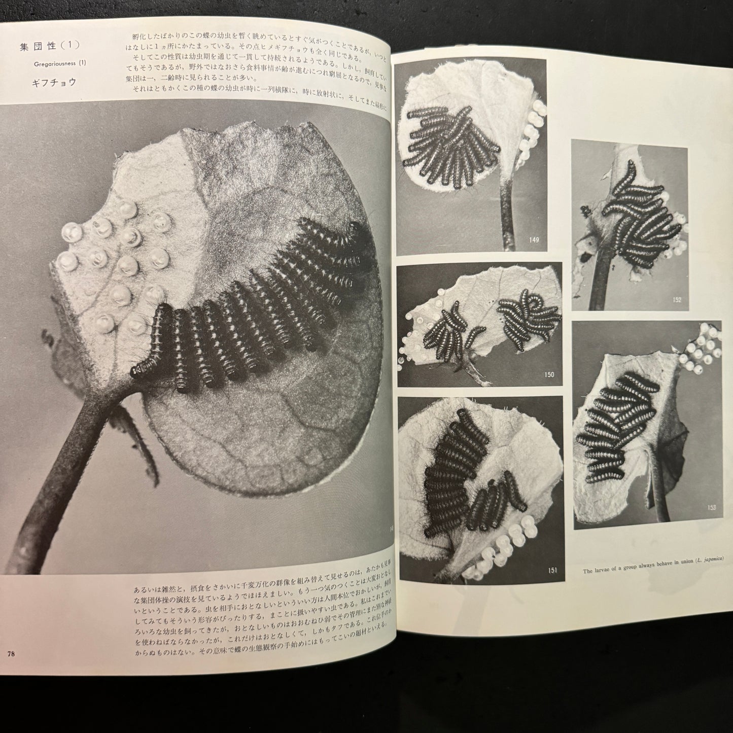 Life histories of Luehdorfia japonica & L.puziloi in Japan