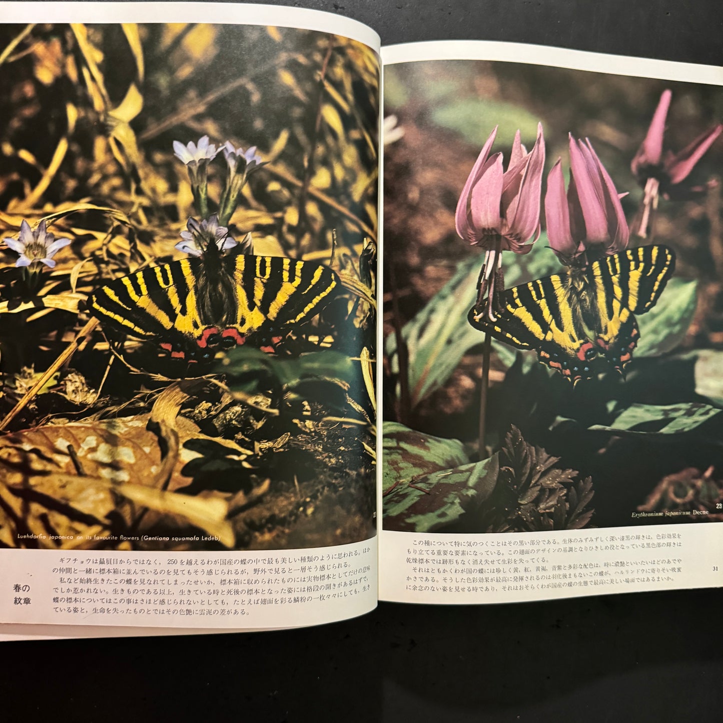 Life histories of Luehdorfia japonica & L.puziloi in Japan