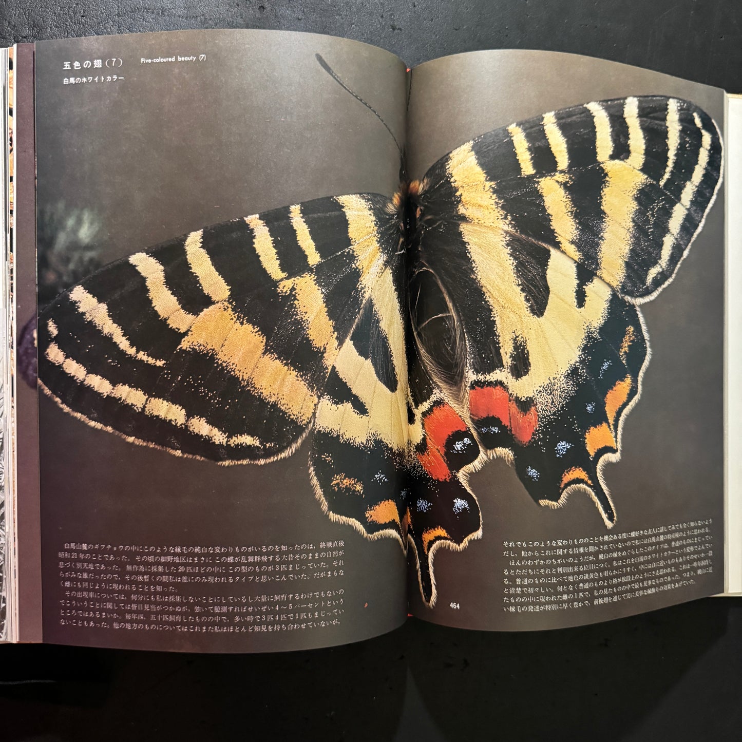 Life histories of Luehdorfia japonica & L.puziloi in Japan