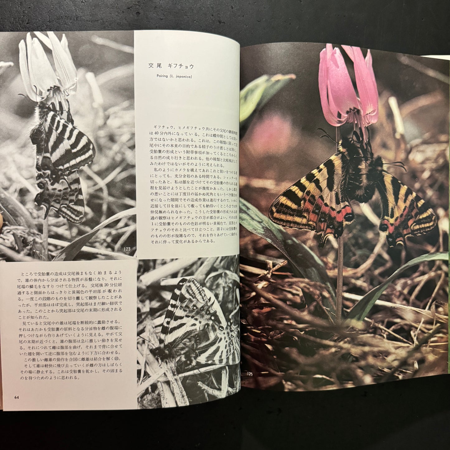 Life histories of Luehdorfia japonica & L.puziloi in Japan