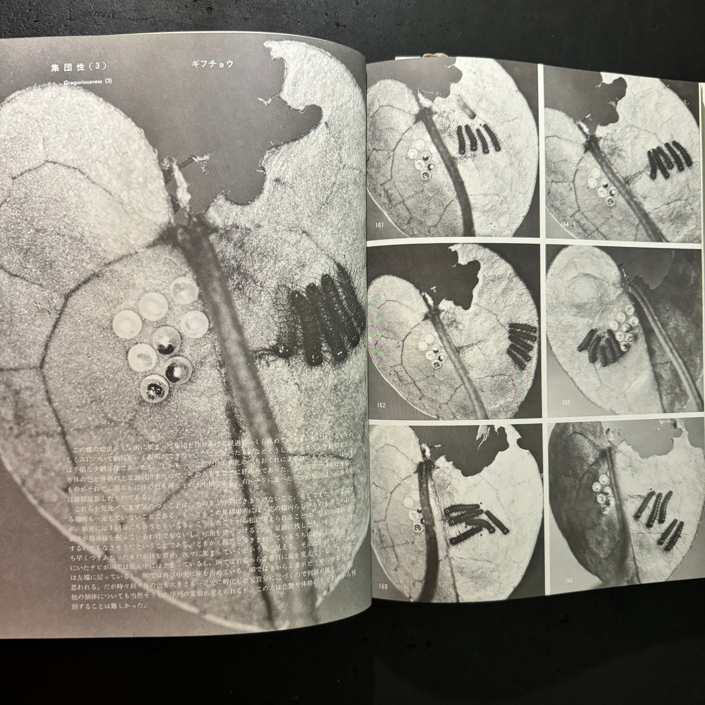Life histories of Luehdorfia japonica & L.puziloi in Japan