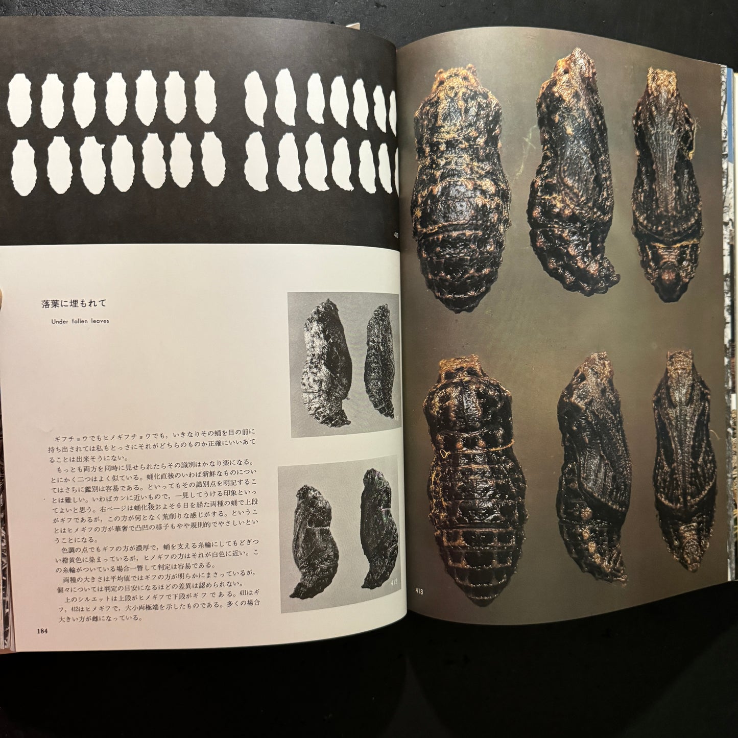 Life histories of Luehdorfia japonica & L.puziloi in Japan