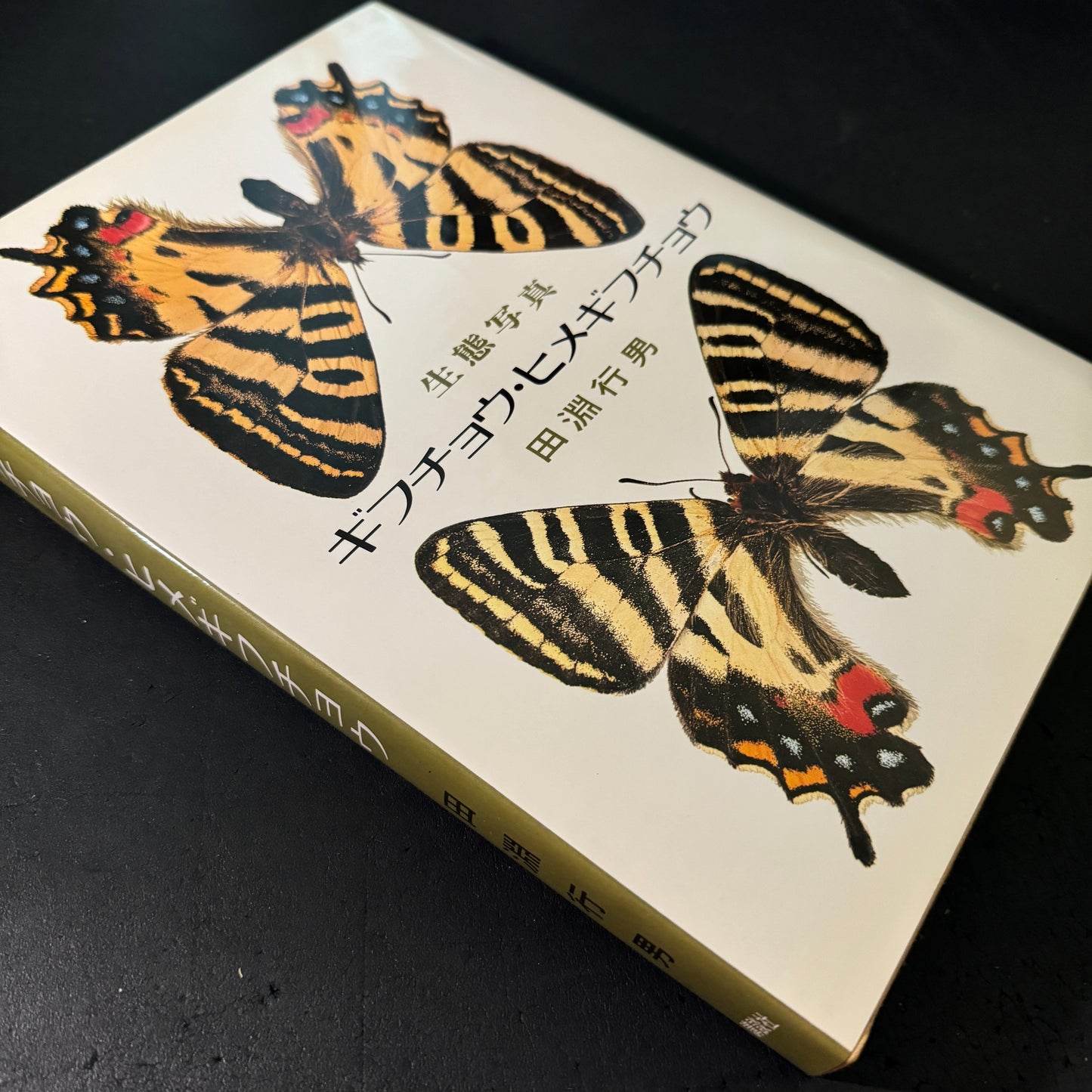 Life histories of Luehdorfia japonica & L.puziloi in Japan