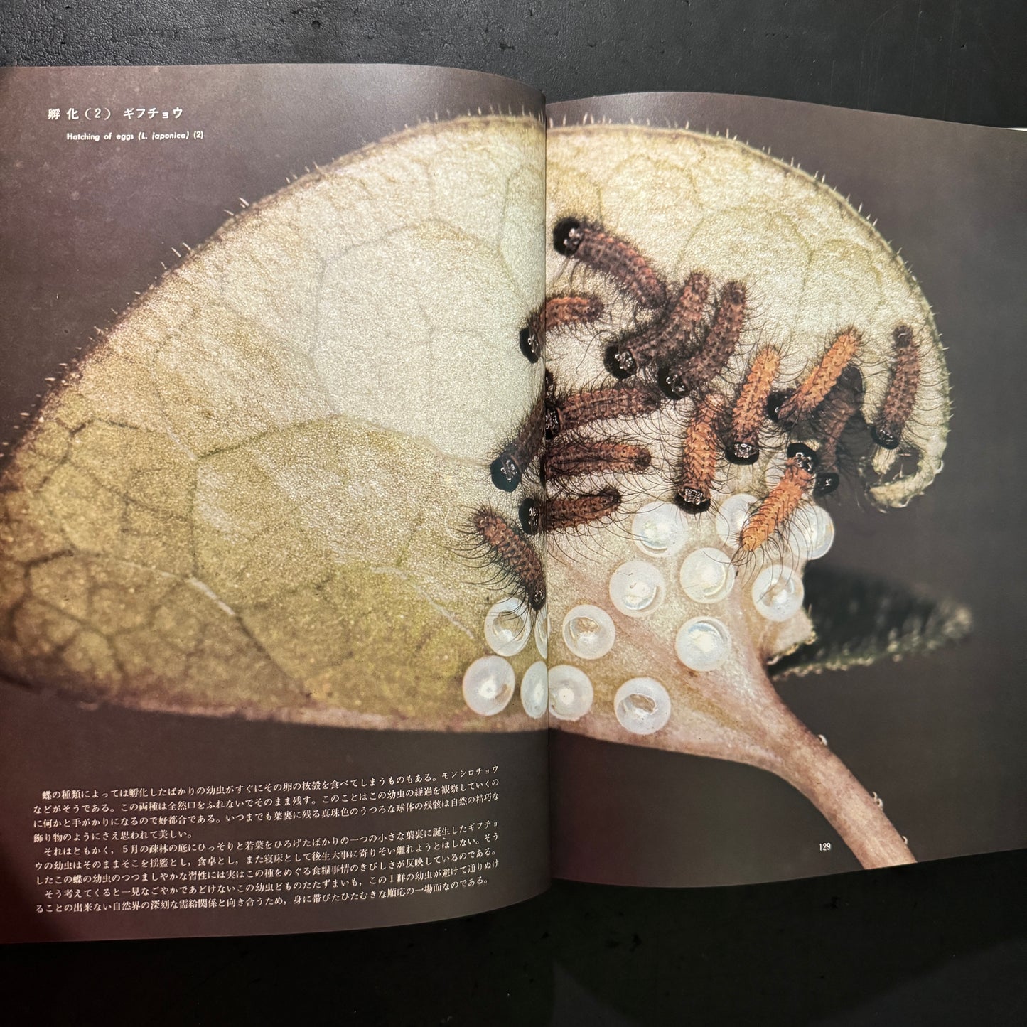 Life histories of Luehdorfia japonica & L.puziloi in Japan