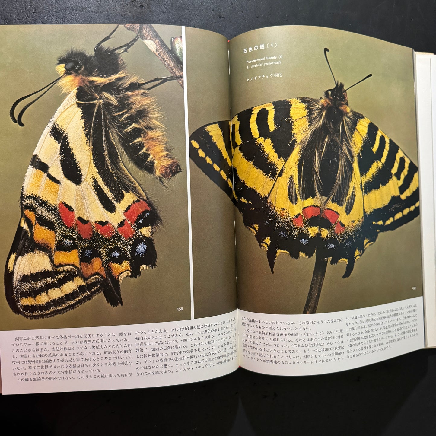 Life histories of Luehdorfia japonica & L.puziloi in Japan