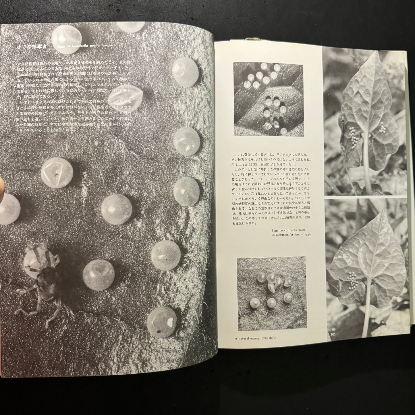 Life histories of Luehdorfia japonica & L.puziloi in Japan