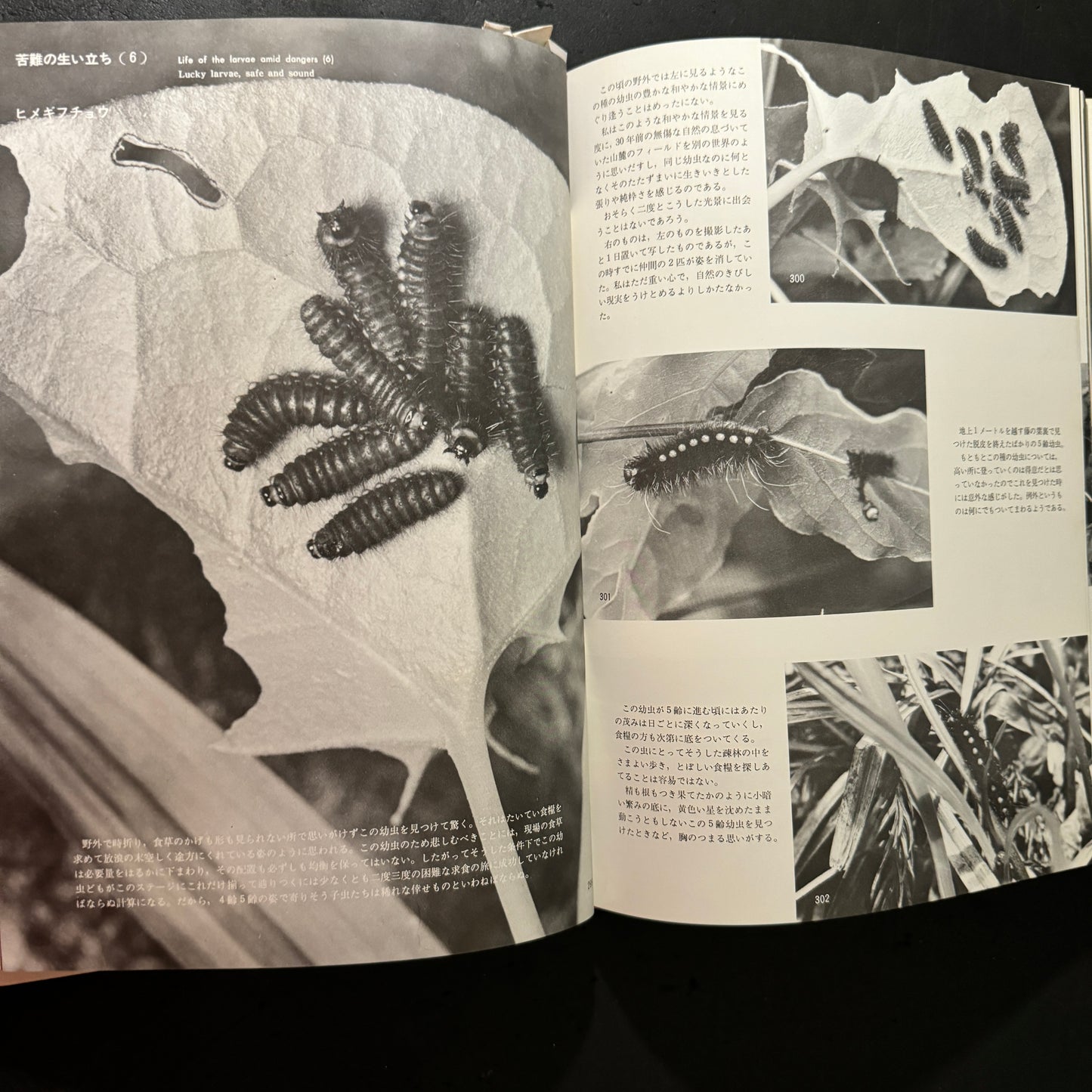 Life histories of Luehdorfia japonica & L.puziloi in Japan