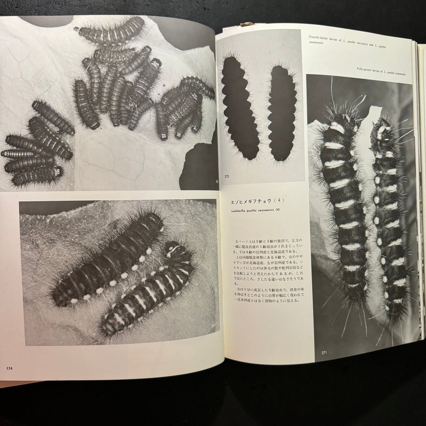 Life histories of Luehdorfia japonica & L.puziloi in Japan