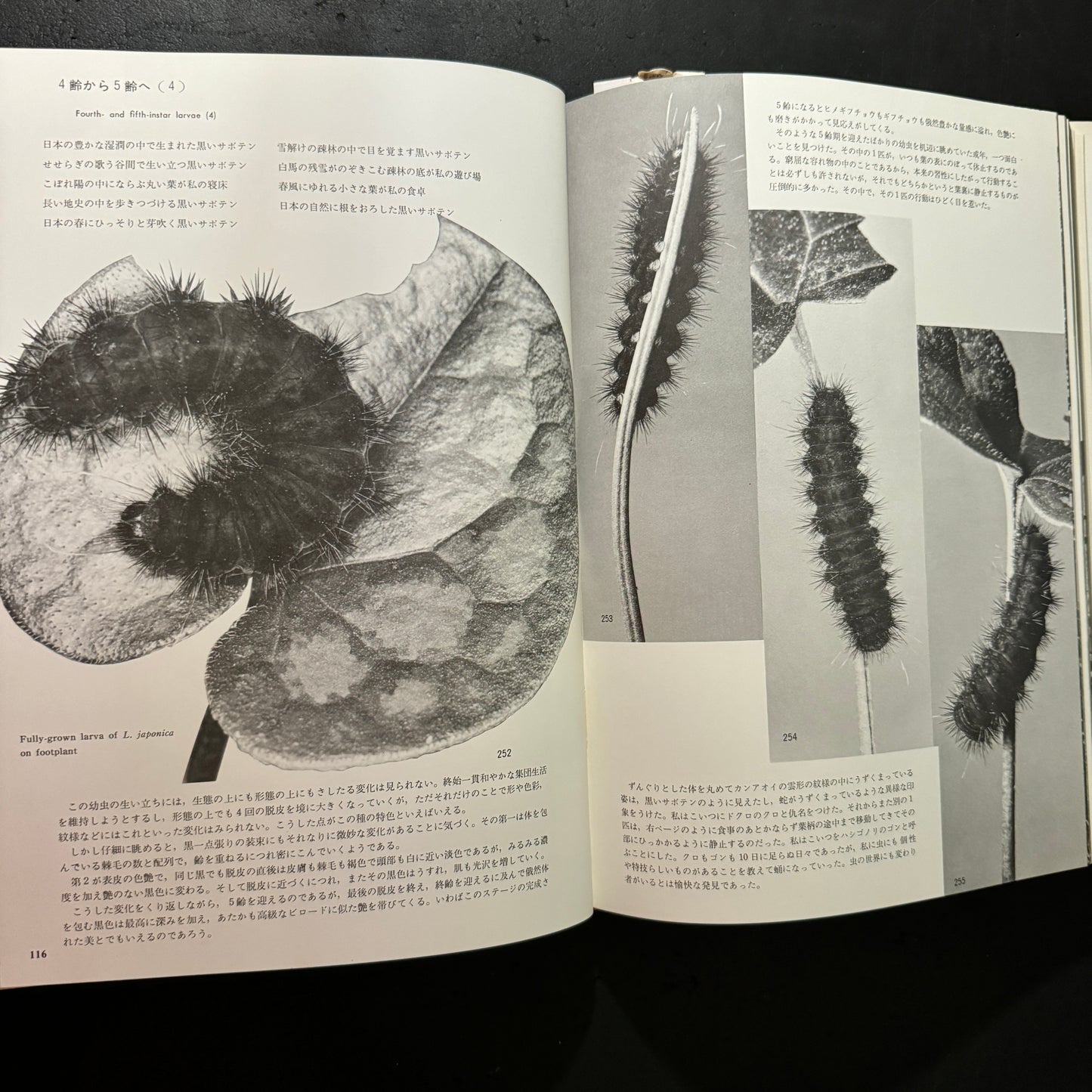 Life histories of Luehdorfia japonica & L.puziloi in Japan