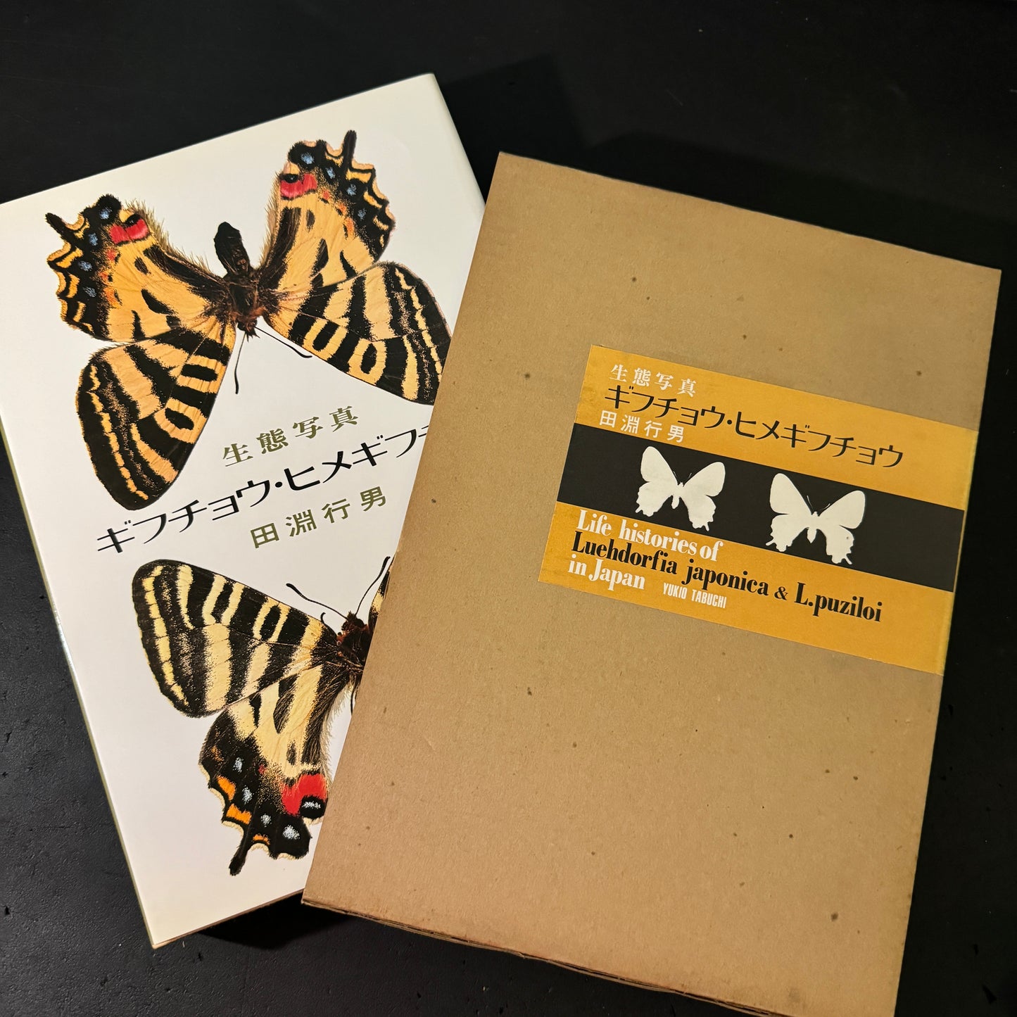 Life histories of Luehdorfia japonica & L.puziloi in Japan