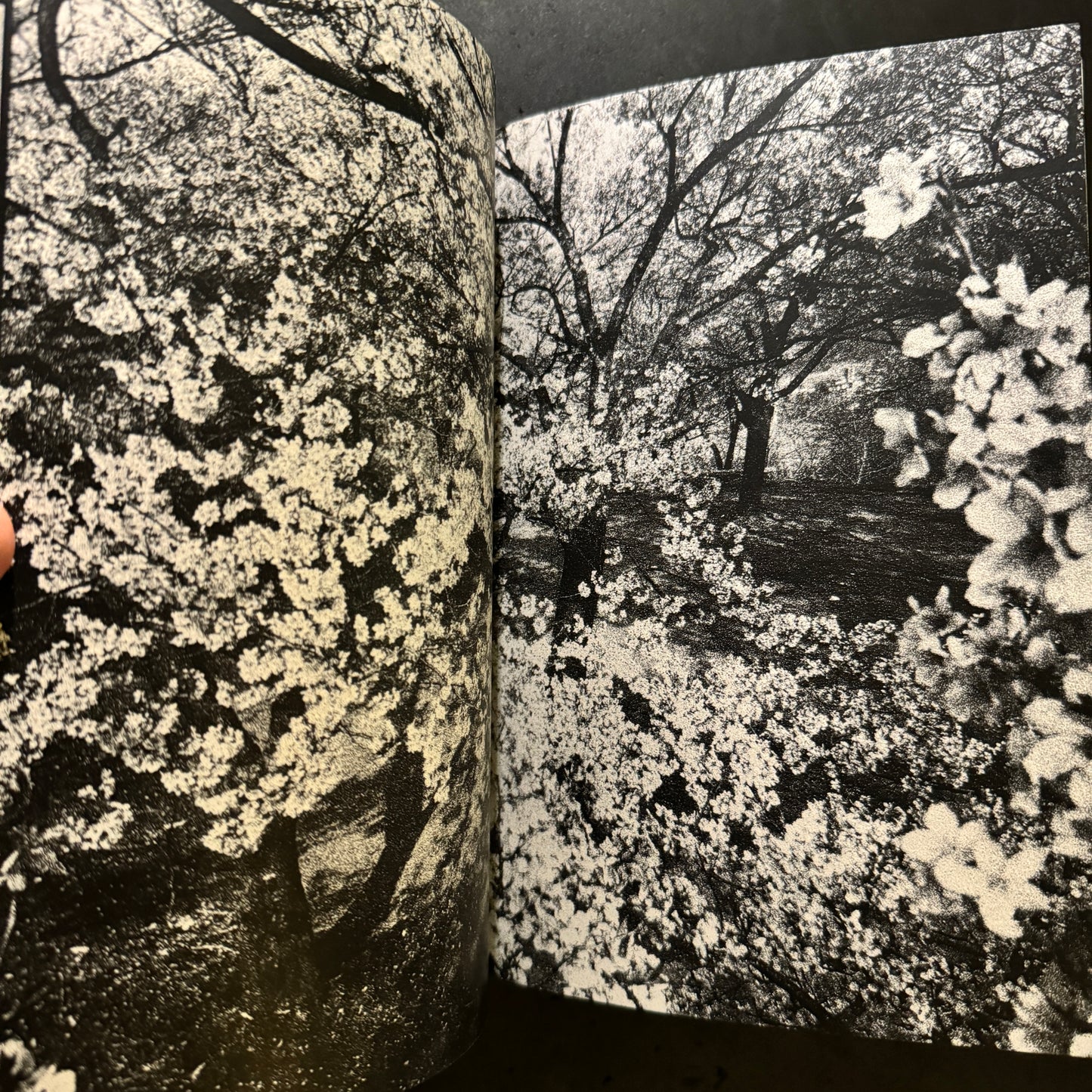 DAIDO SILK singed