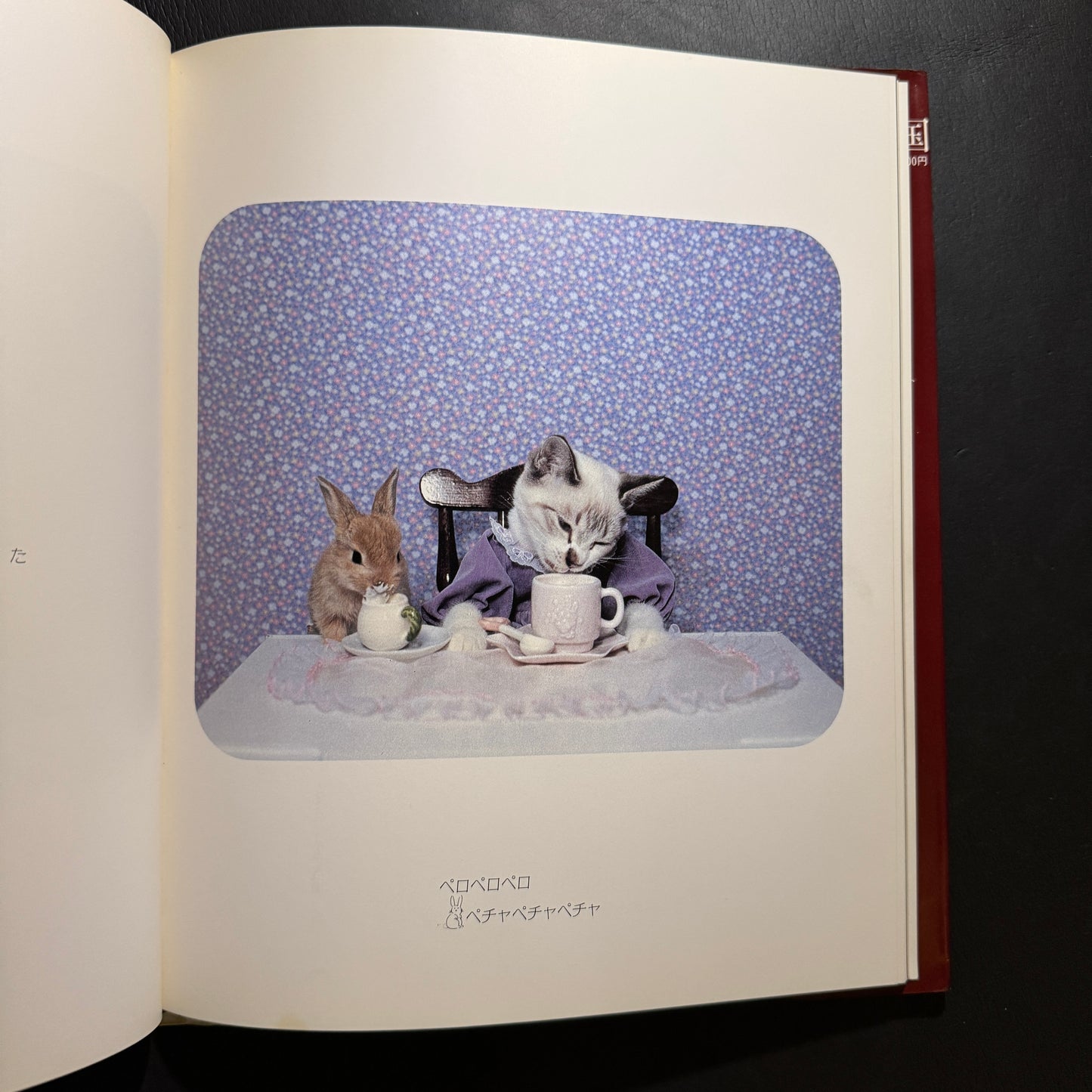 Holiday in Cat's Land