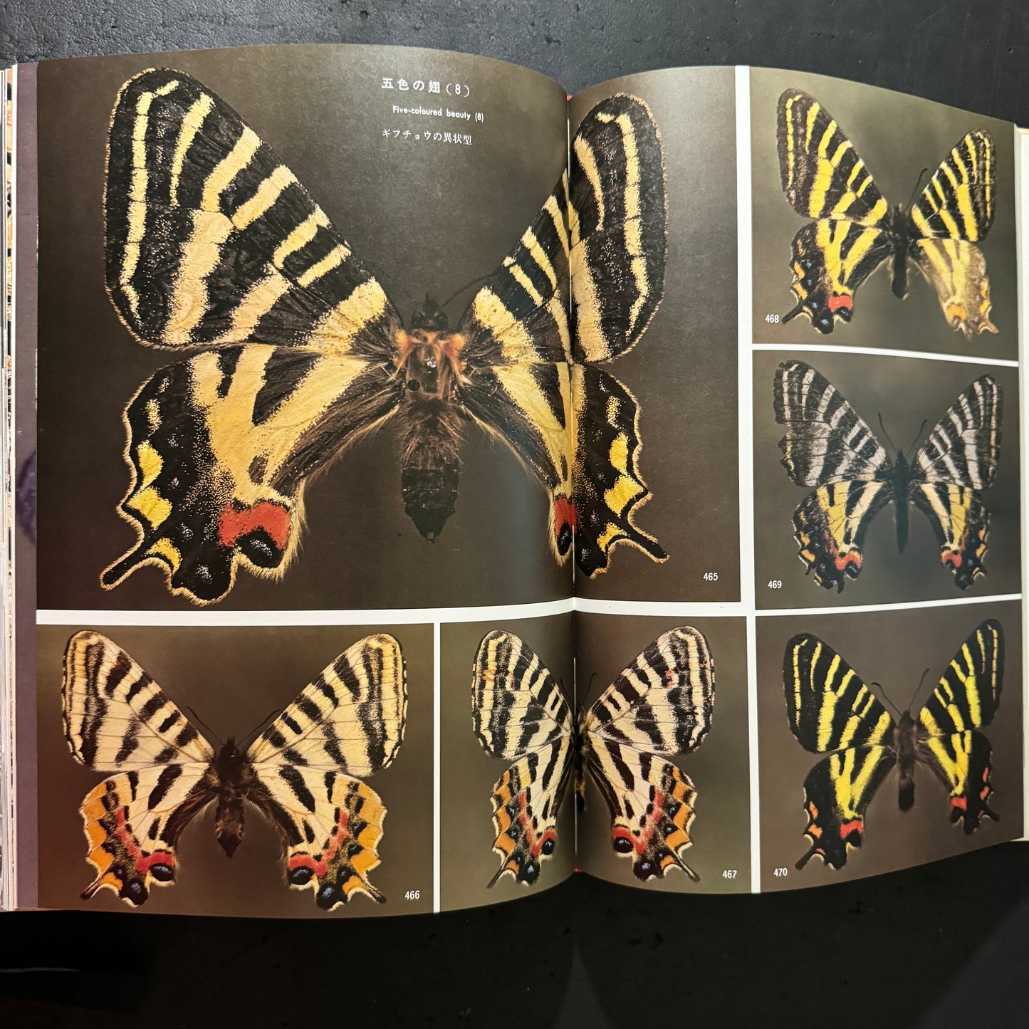Life histories of Luehdorfia japonica & L.puziloi in Japan