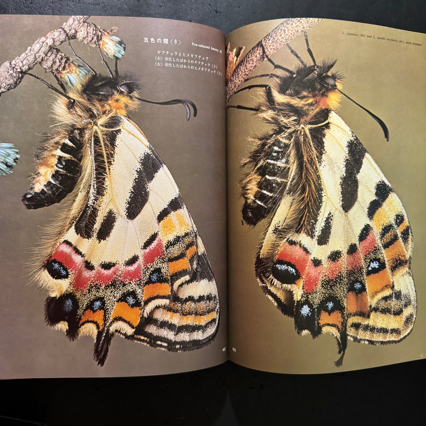 Life histories of Luehdorfia japonica & L.puziloi in Japan