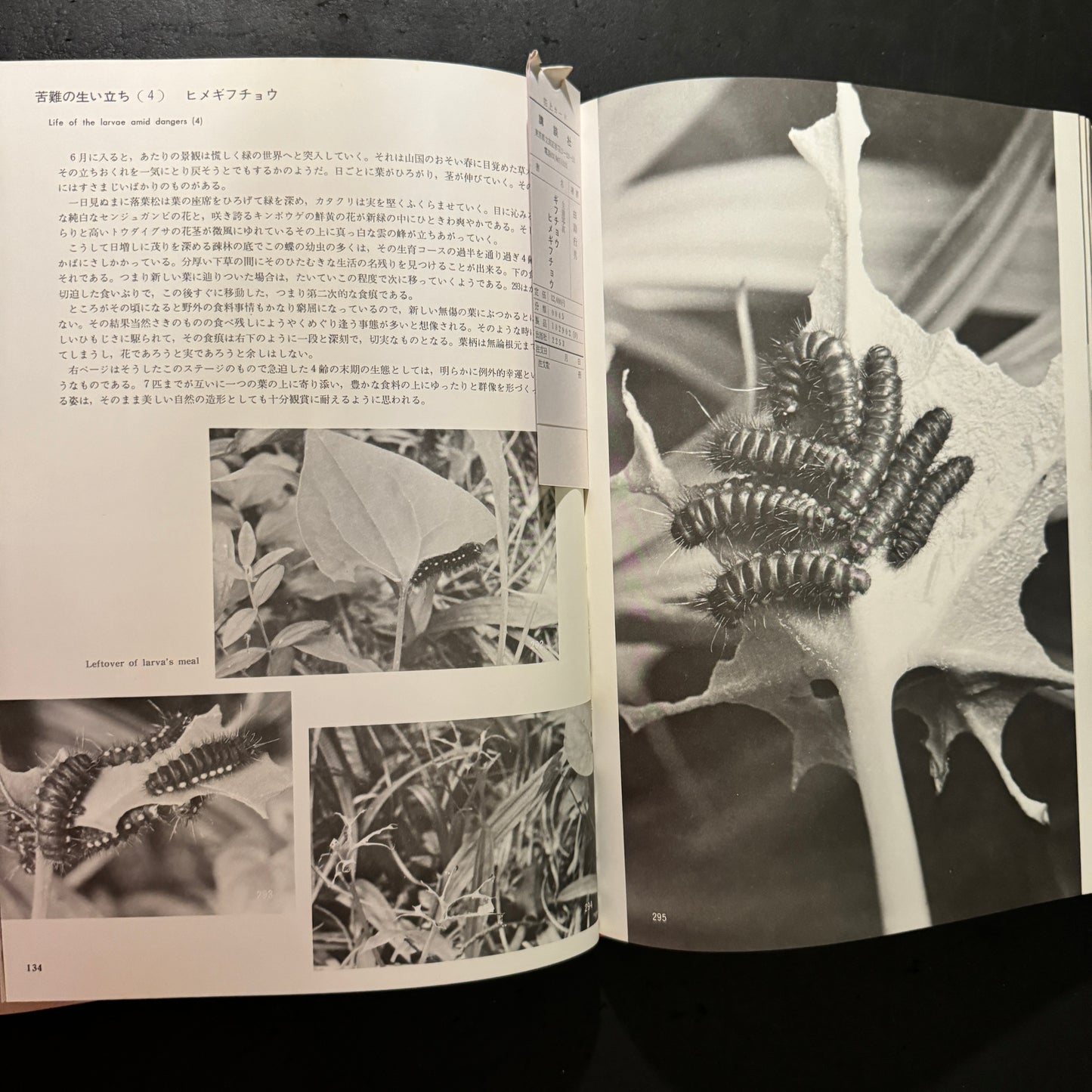 Life histories of Luehdorfia japonica & L.puziloi in Japan