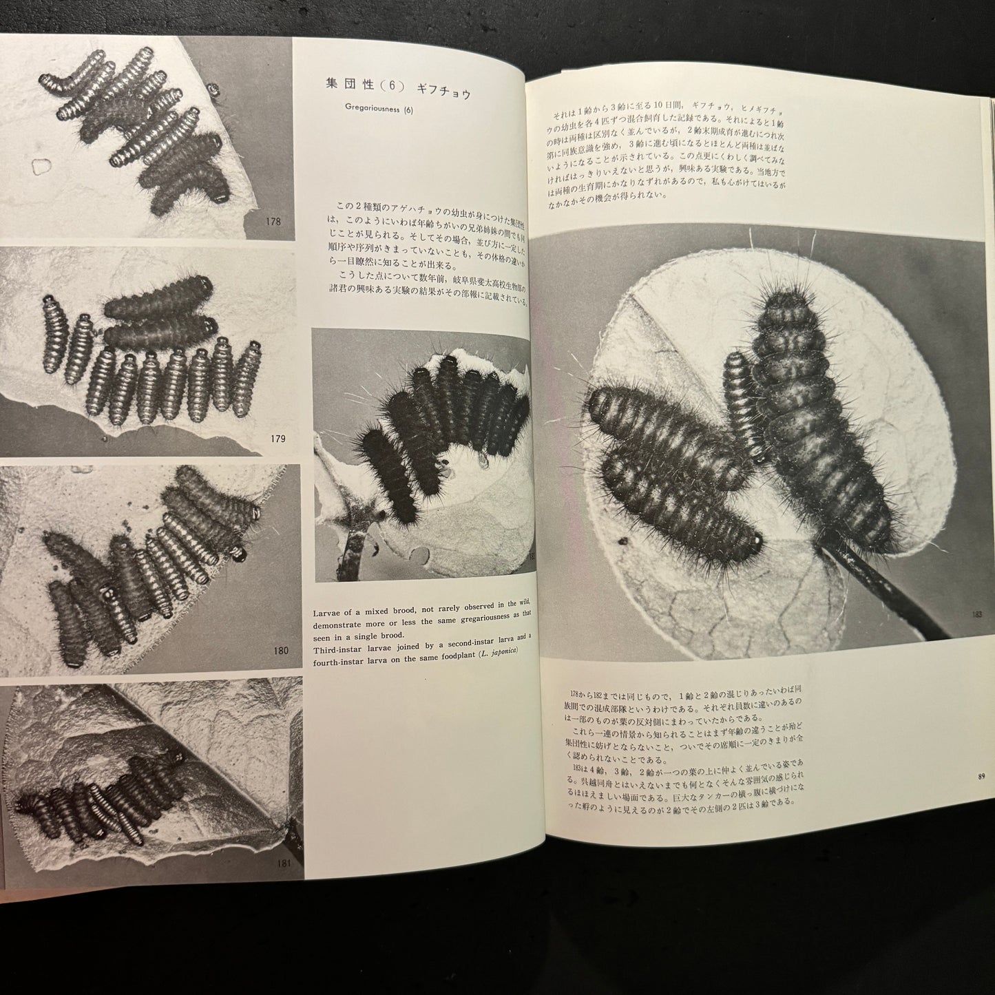 Life histories of Luehdorfia japonica & L.puziloi in Japan