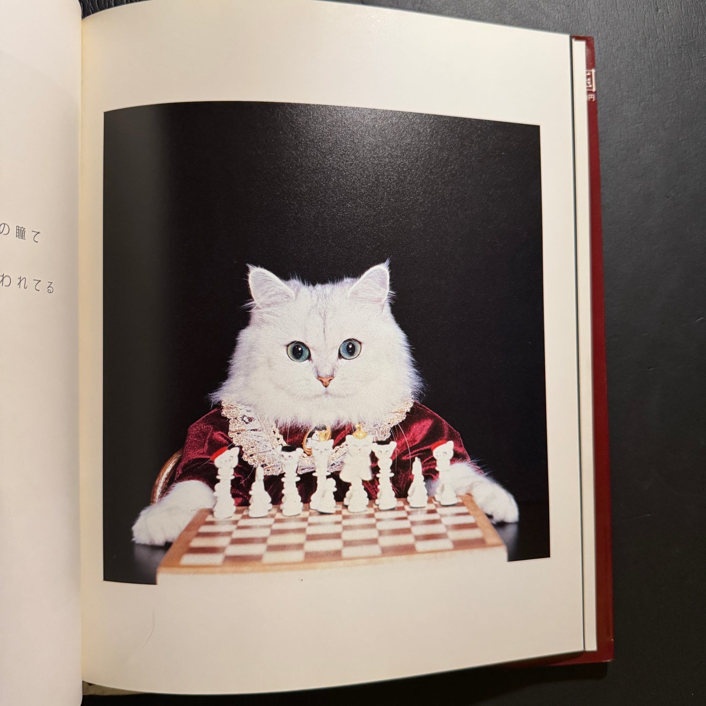 Holiday in Cat's Land