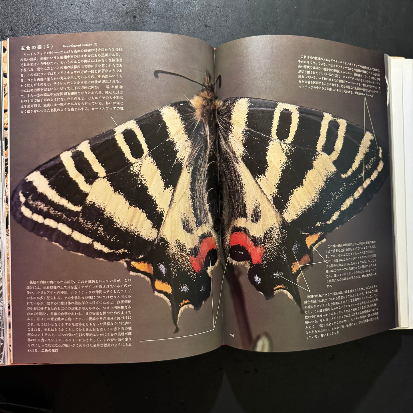 Life histories of Luehdorfia japonica & L.puziloi in Japan