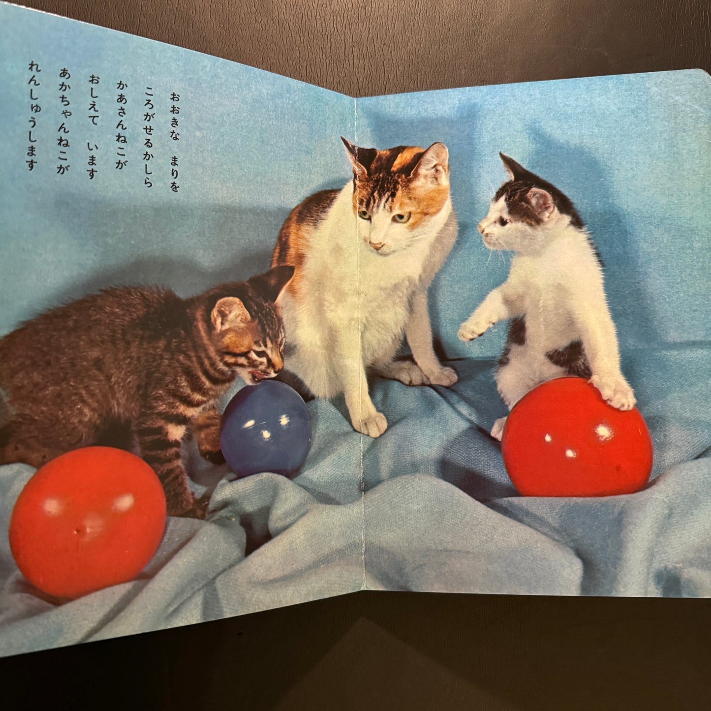 Cutie Cats