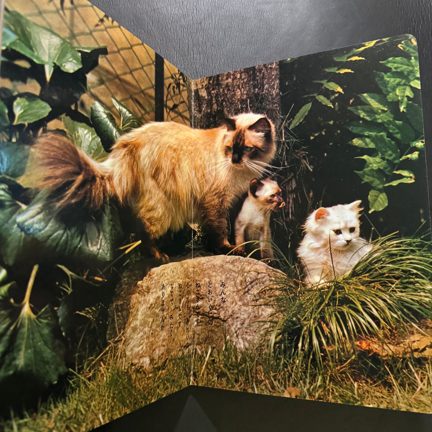 Cutie Cats