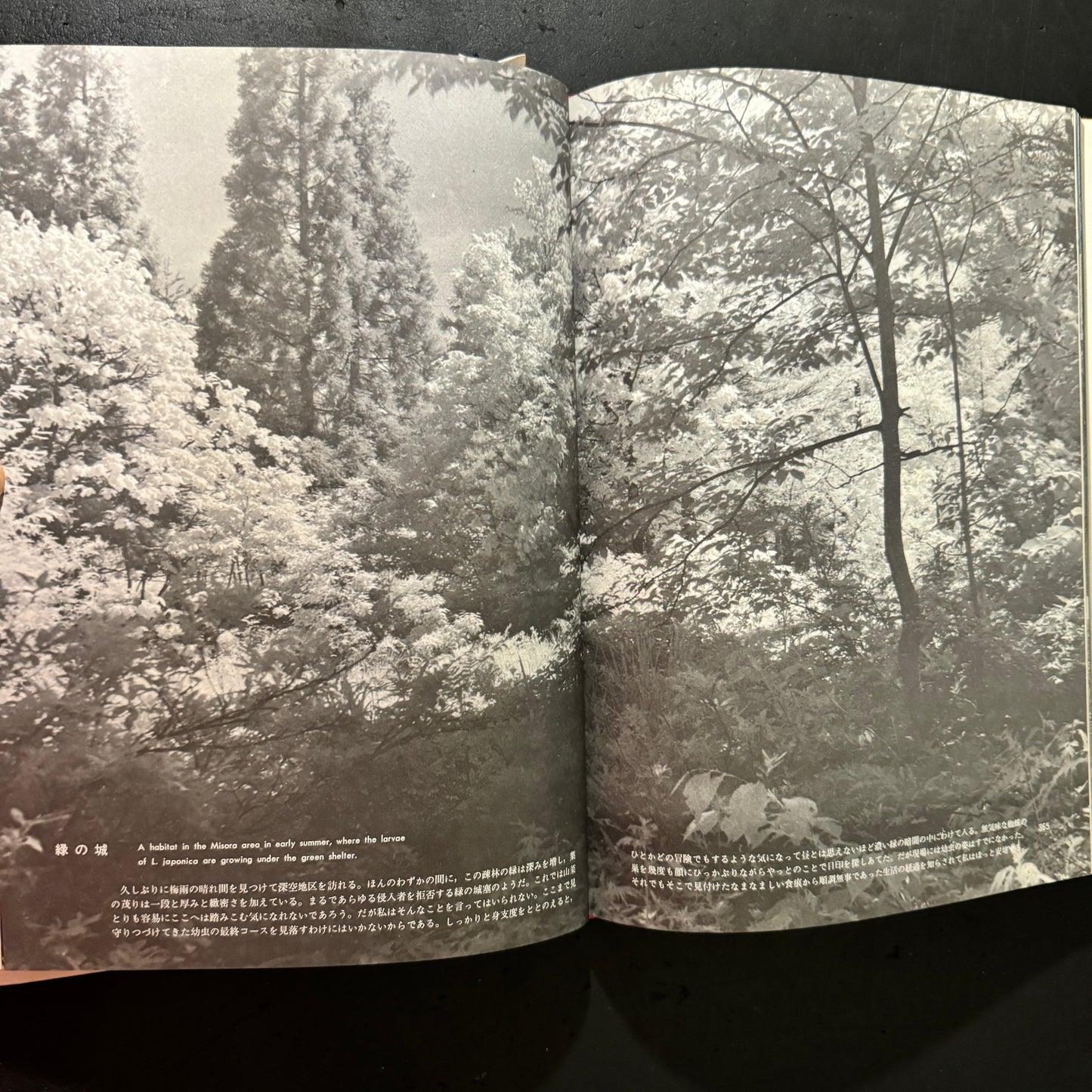 Life histories of Luehdorfia japonica & L.puziloi in Japan