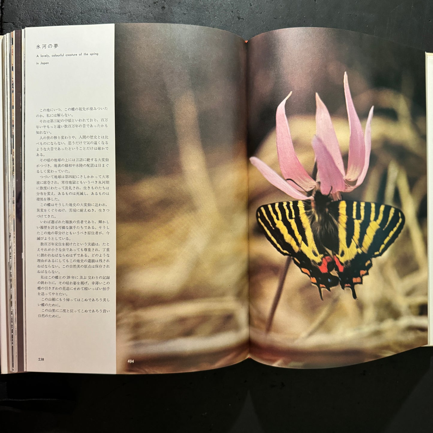 Life histories of Luehdorfia japonica & L.puziloi in Japan