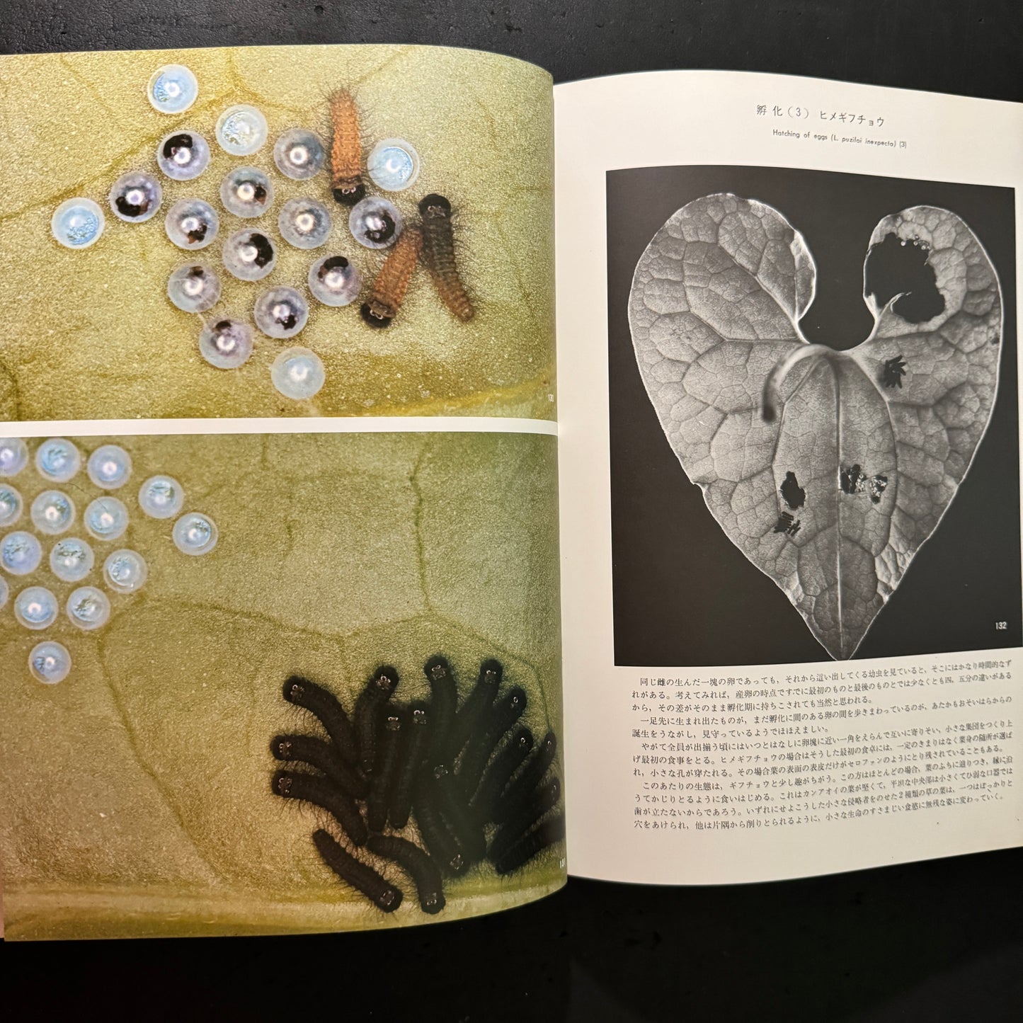 Life histories of Luehdorfia japonica & L.puziloi in Japan