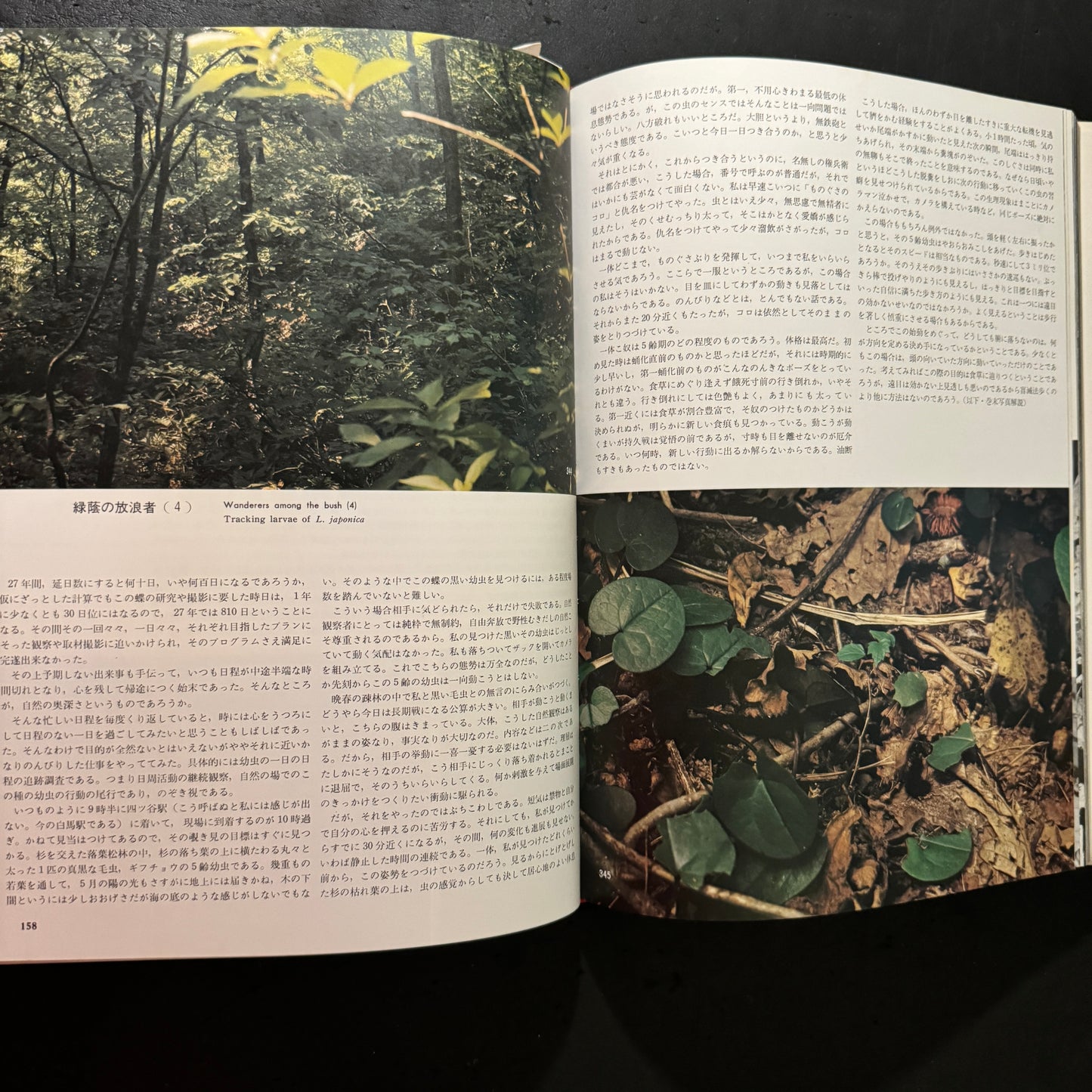 Life histories of Luehdorfia japonica & L.puziloi in Japan