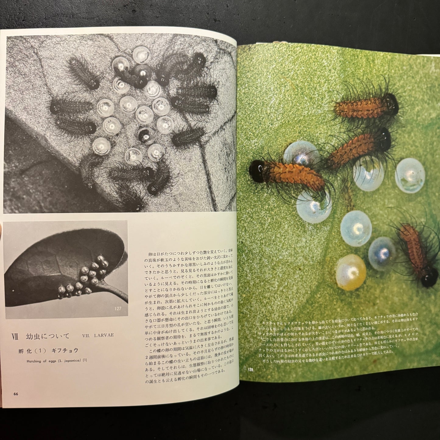 Life histories of Luehdorfia japonica & L.puziloi in Japan