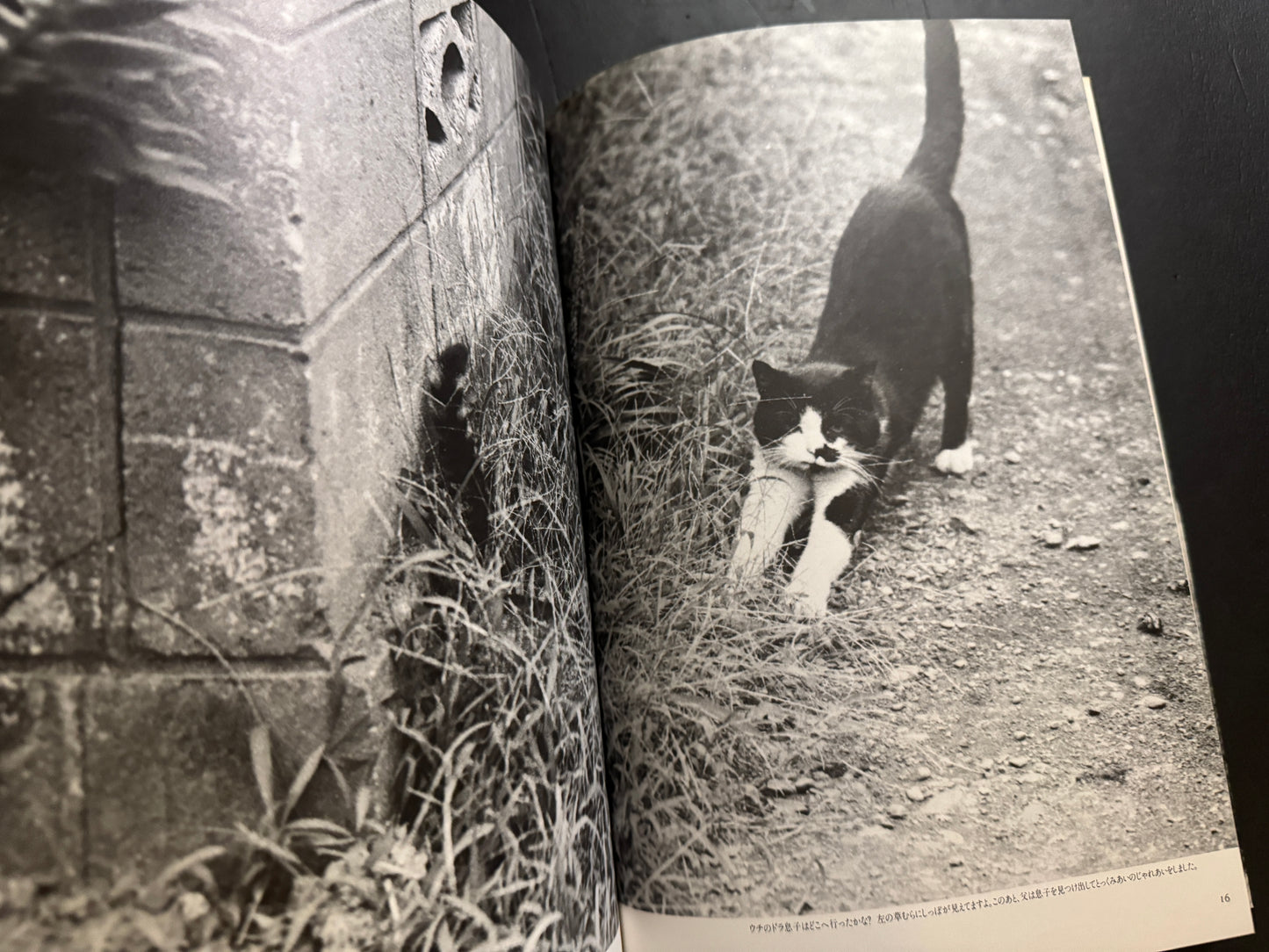 NEKO MANMA 4 issues complete set