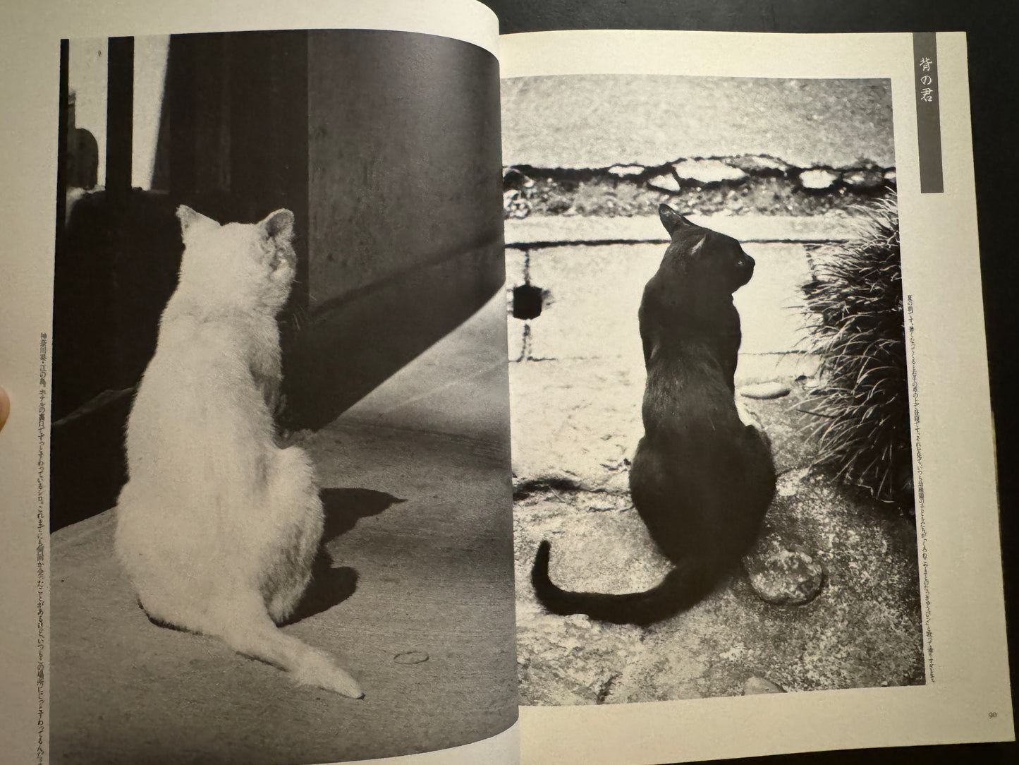 NEKO MANMA 4 issues complete set