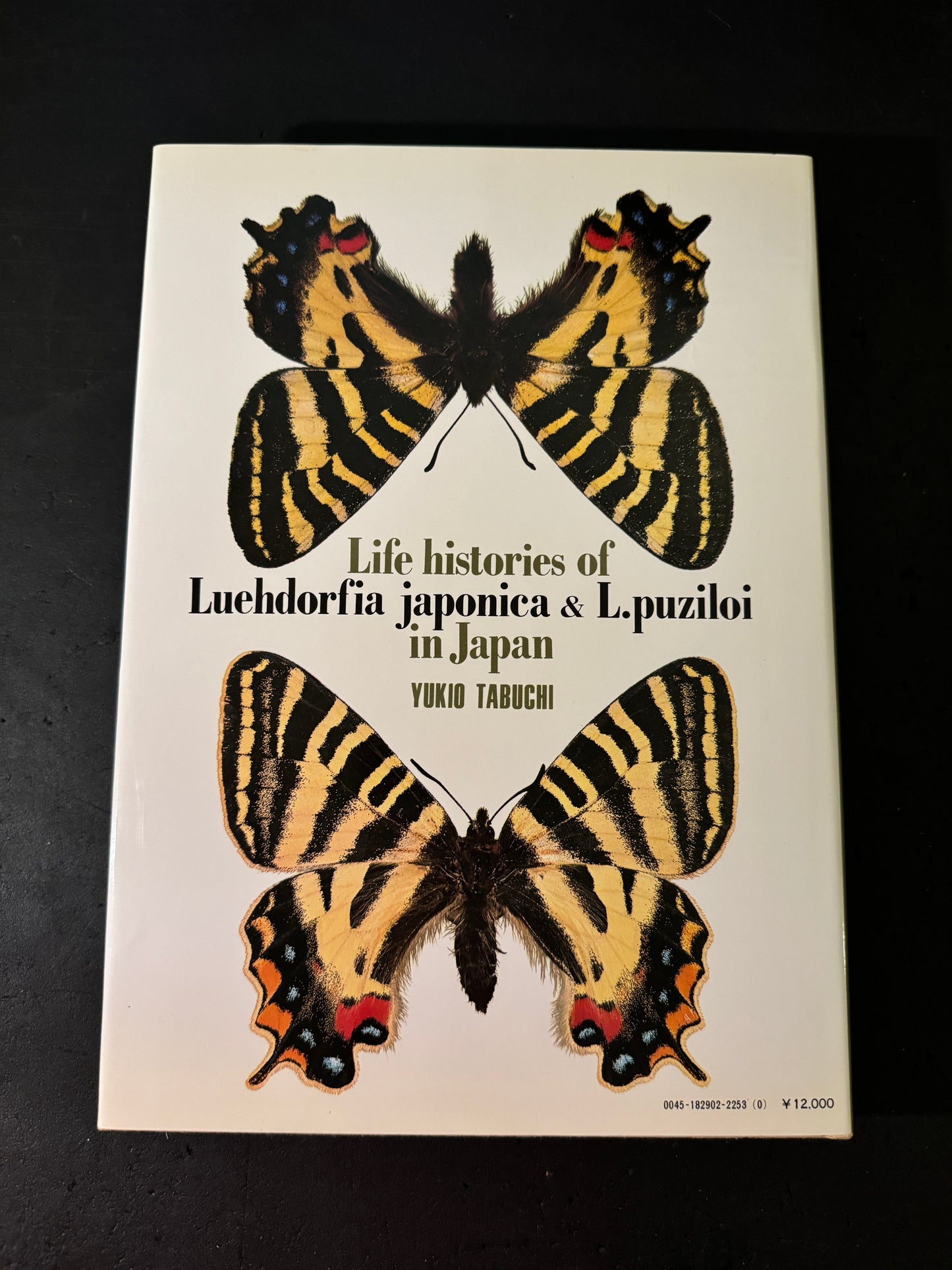 Life histories of Luehdorfia japonica & L.puziloi in Japan