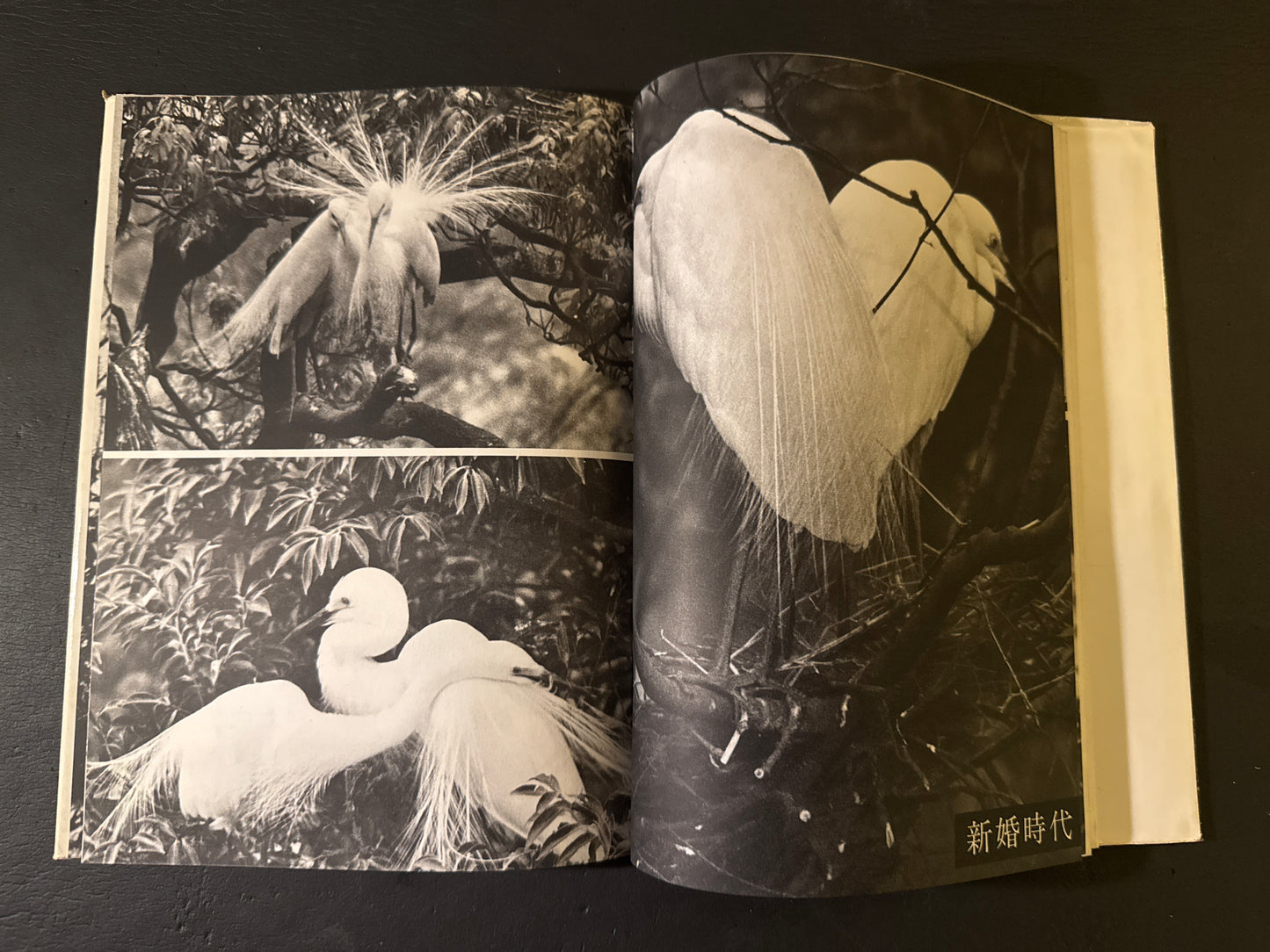 SHIRA SAGI(white heron)