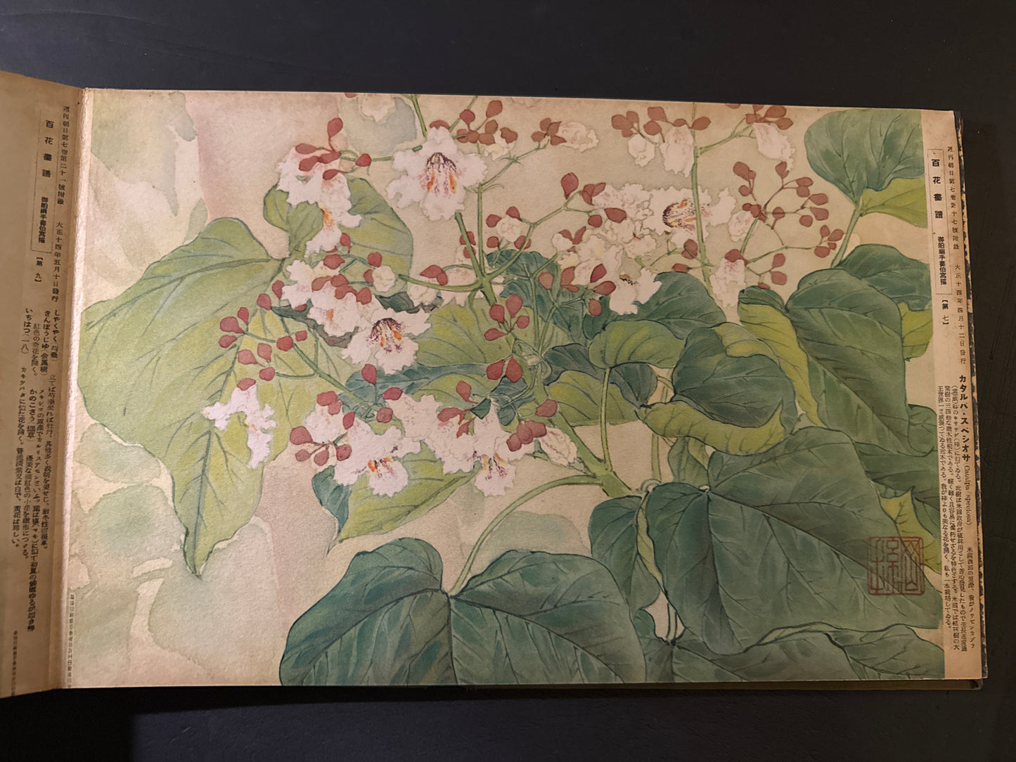 Hyakka: An Illustrated Collection of a Hundred Flowers