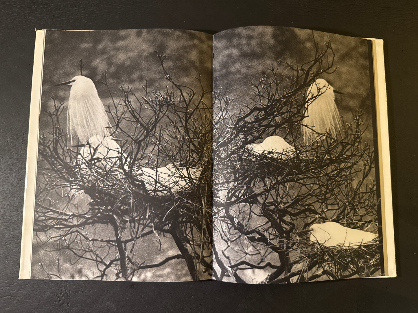 SHIRA SAGI(white heron)