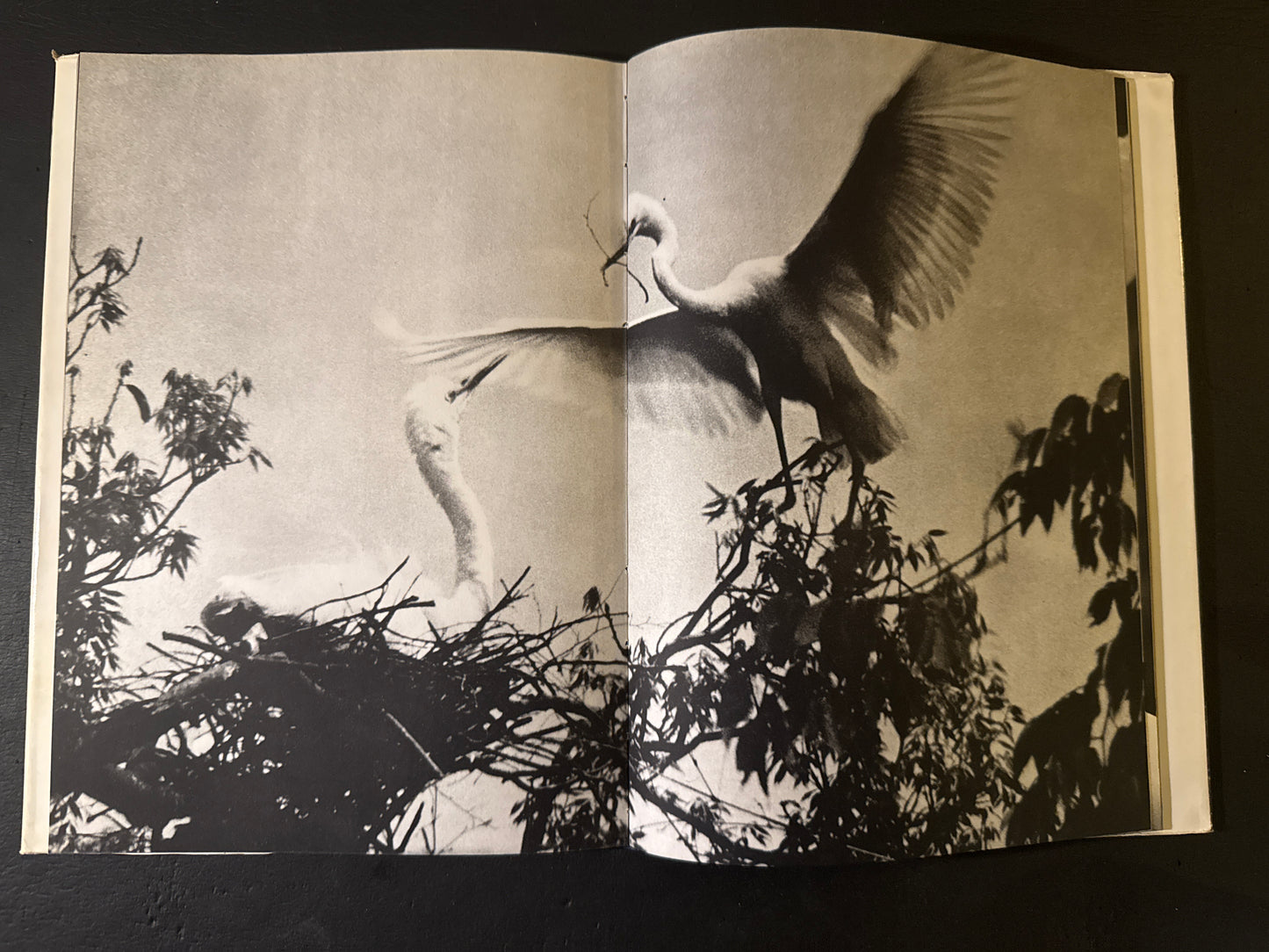 SHIRA SAGI(white heron)