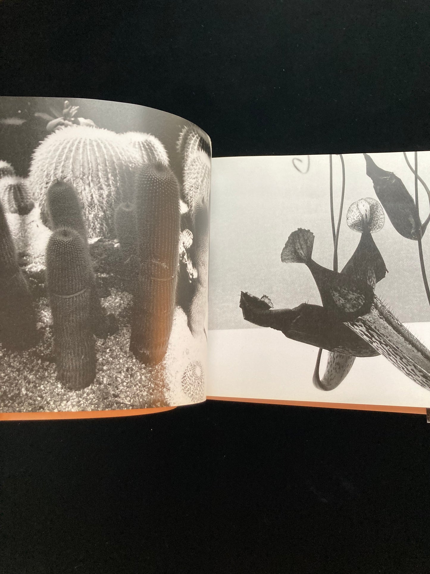 "Sawa" Nobuyoshi Aqaki CINEPHOTOGRAPH