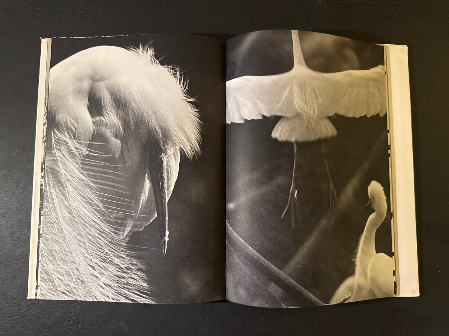 SHIRA SAGI(white heron)
