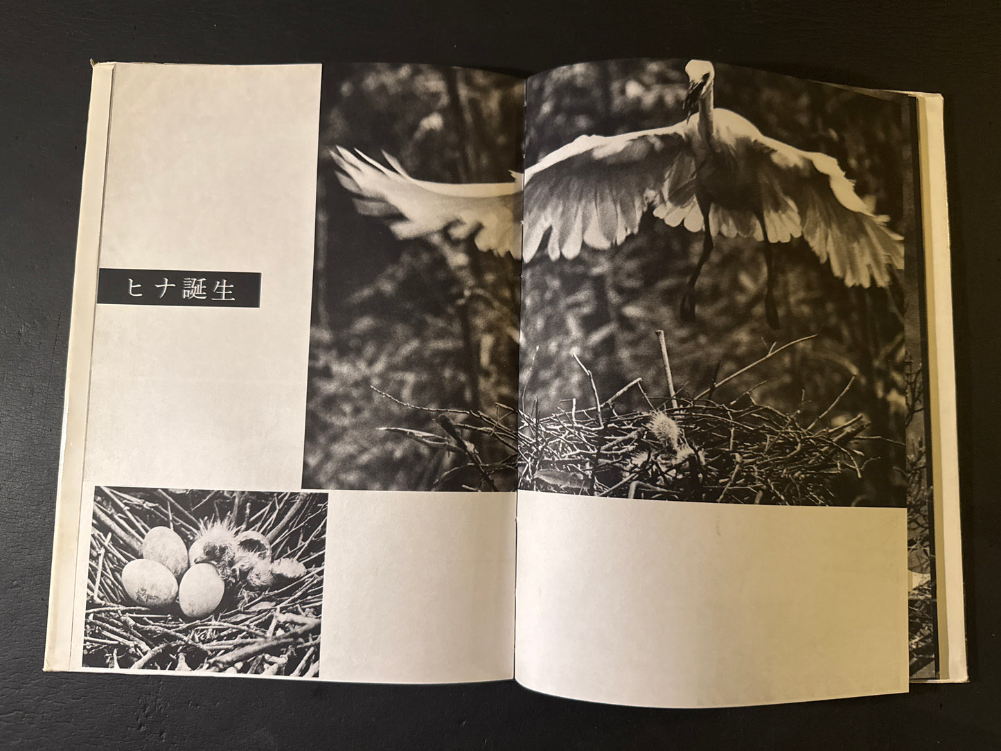 SHIRA SAGI(white heron)