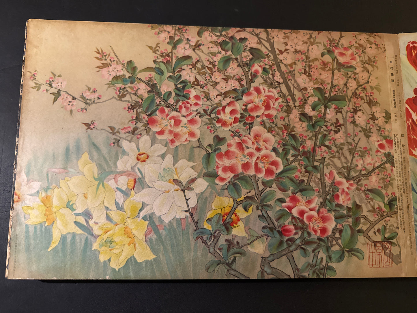 Hyakka: An Illustrated Collection of a Hundred Flowers