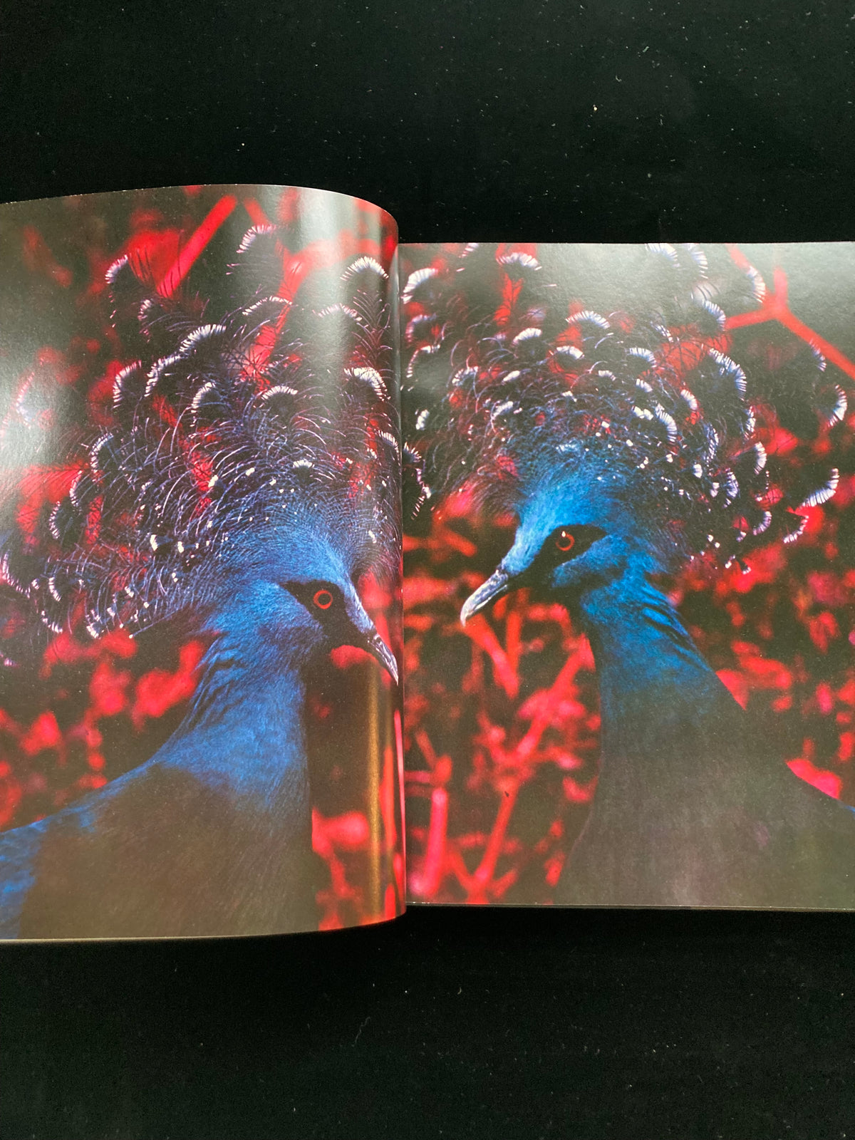 photography of the world '67