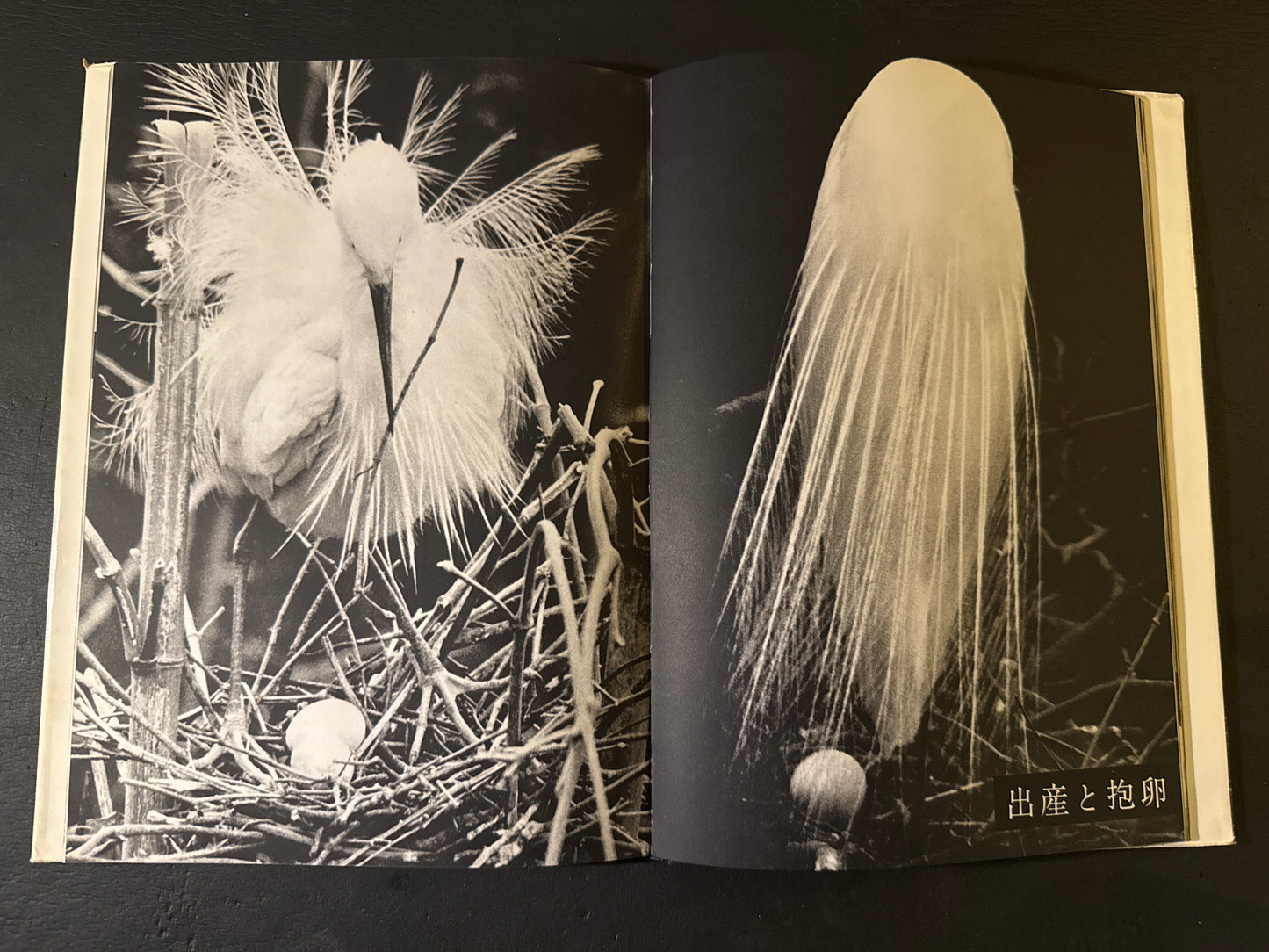 SHIRA SAGI(white heron)