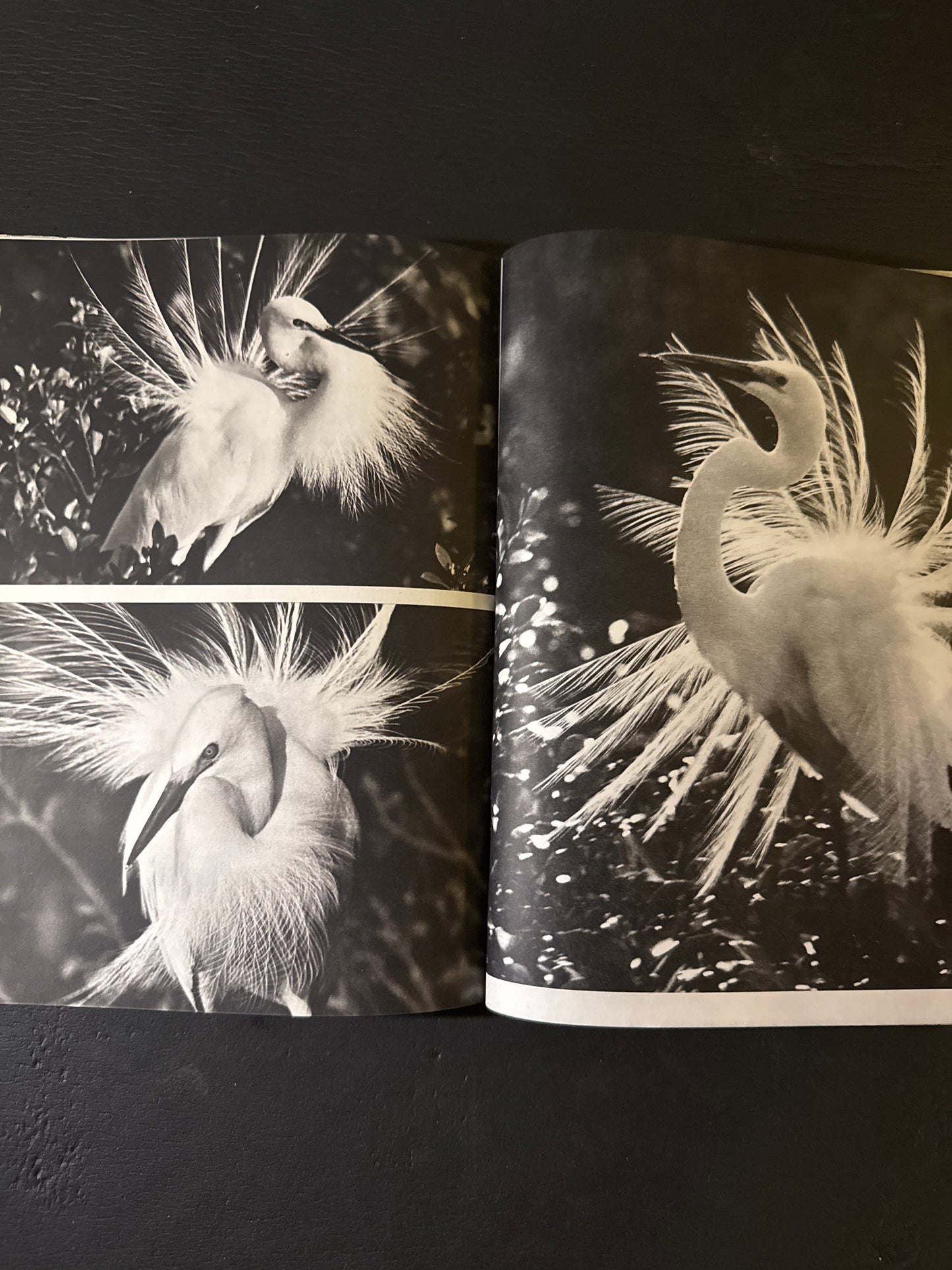 SHIRA SAGI(white heron)