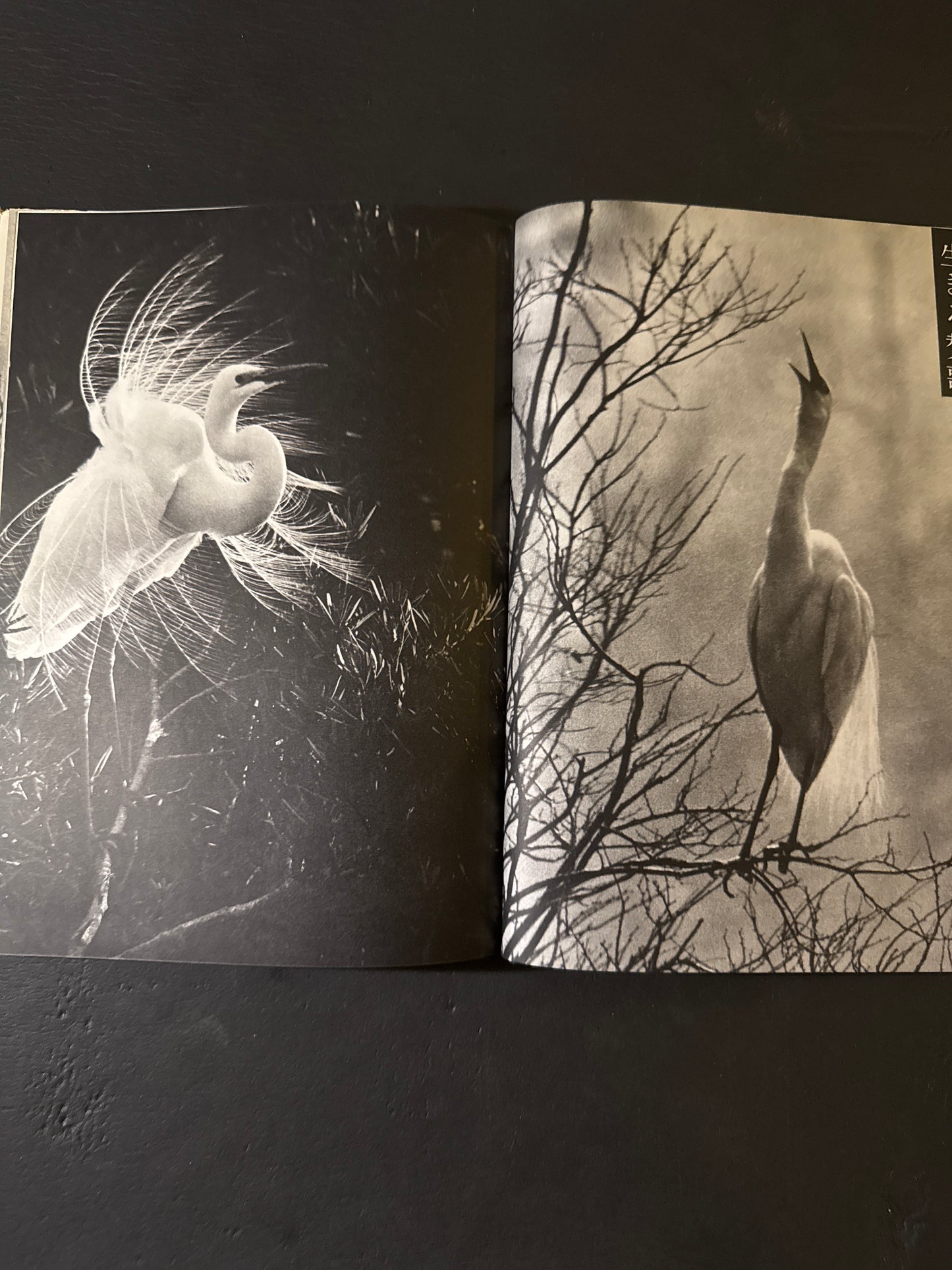 SHIRA SAGI(white heron)