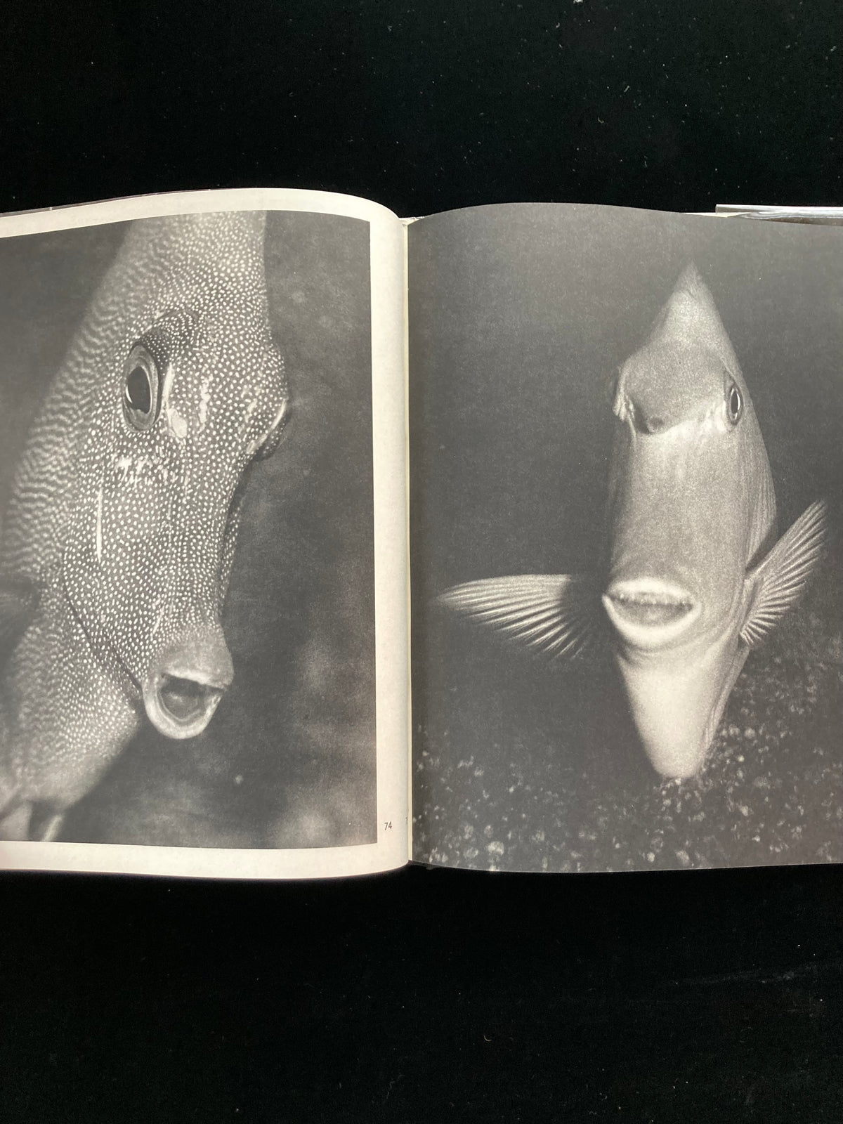 photography of the world '66