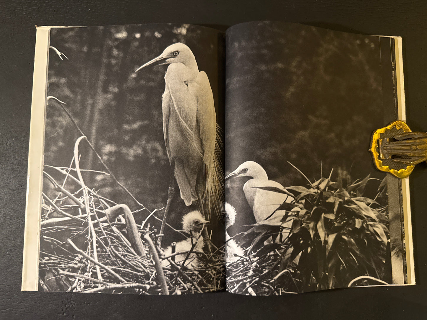 SHIRA SAGI(white heron)