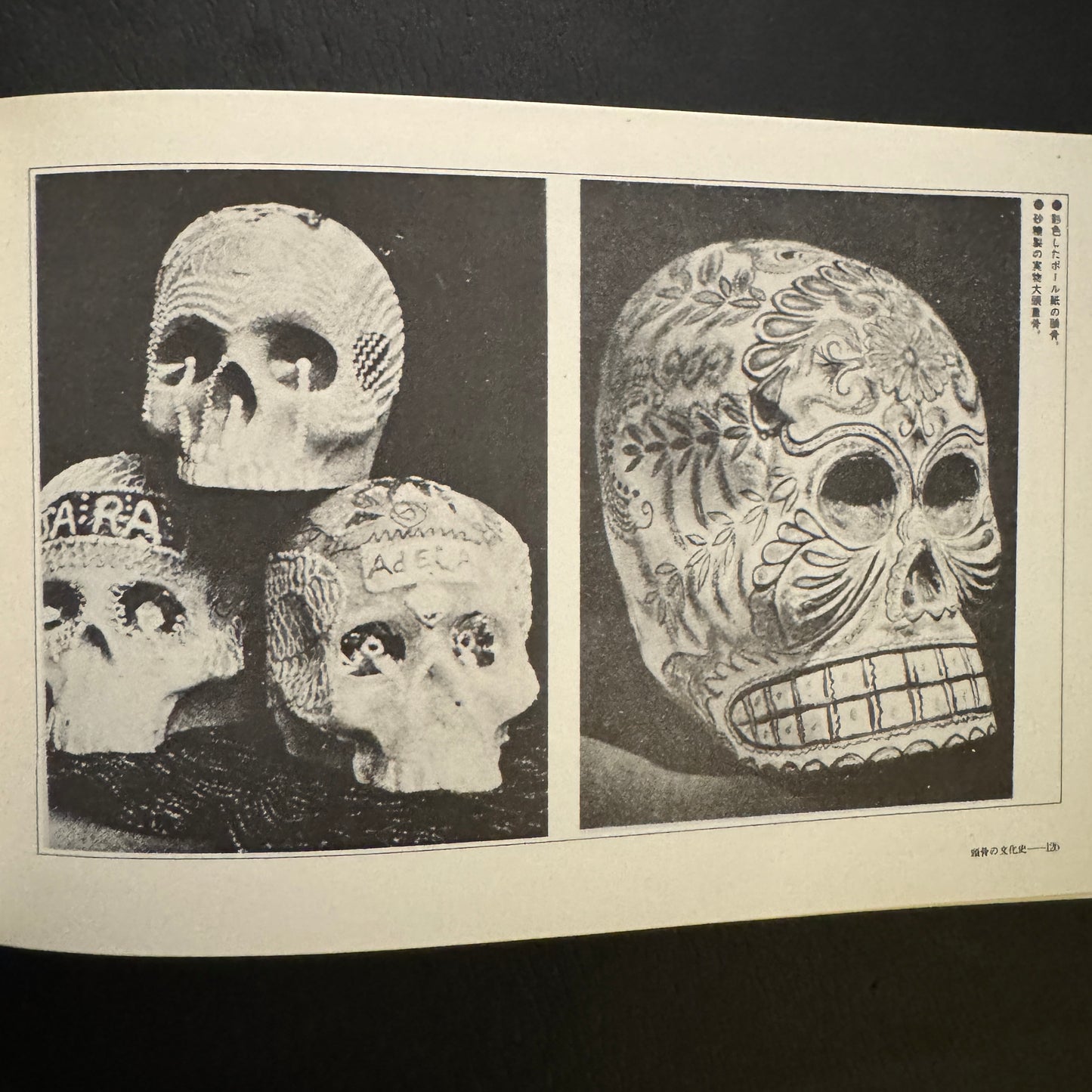 Cultural History of the Skull (Japanese edition) without a transportation carbon box