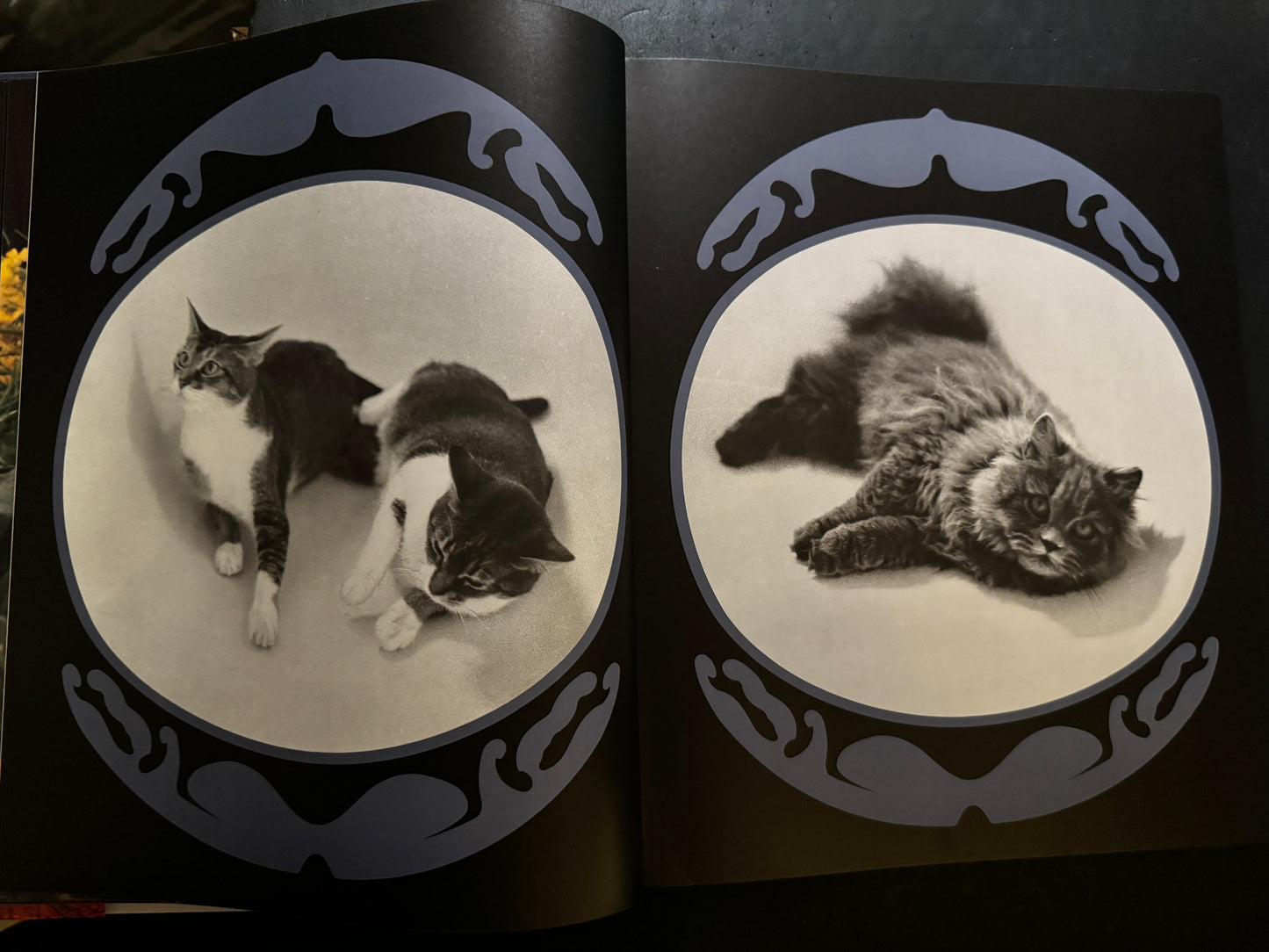 MIROIR DES CHATS